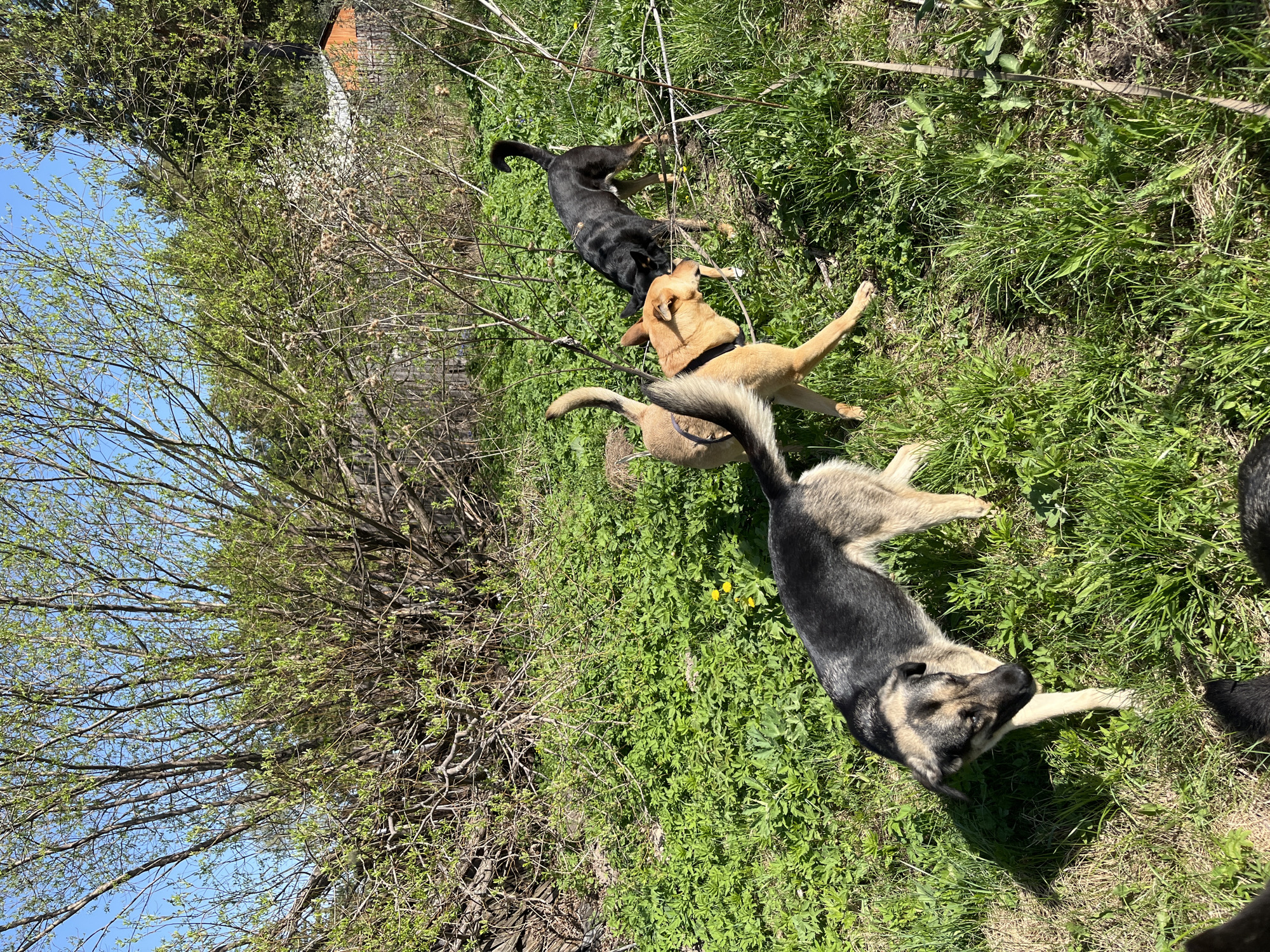 The image shows four dogs lying in a grassy area near some trees. The sky is visible in the upper left corner, indicating it is daytime. A small building is partially visible in the background, but its details are unclear. The dogs appear to be resting or playing in the grass. The image does not provide information to verify its location in Nizhny Tagil, Russia.