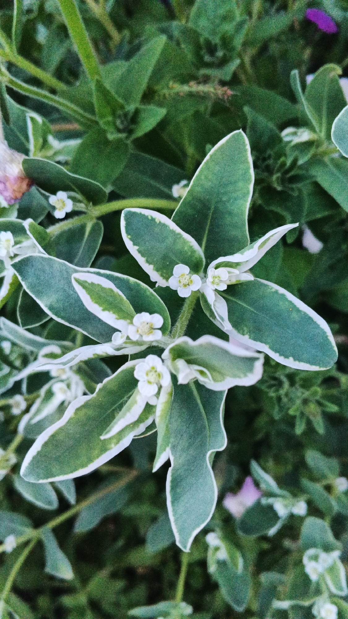 This is a close-up, top-down shot of a plant with variegated green and white leaves and small white flowers. The leaves are ovate with pointed tips and have a distinct white margin. The white flowers are clustered and have a star-like shape with visible yellow stamens. The background is filled with more of the same plant's foliage, creating a dense, green environment. There are no people or specific urban features visible to indicate a location in Подгорное, Russia; the scene appears to be in a natural or garden setting. The lighting suggests it could be outdoors during the day.
