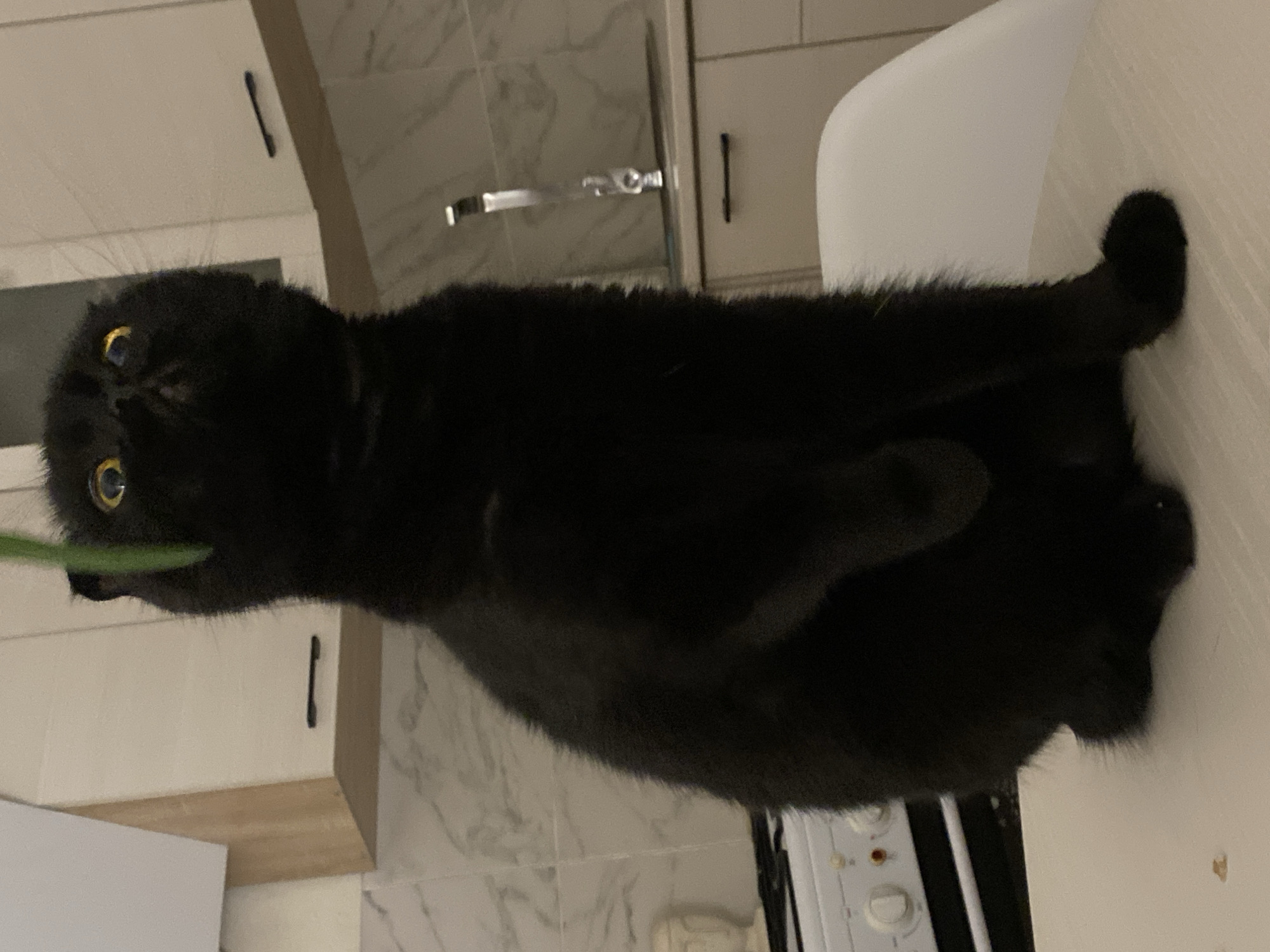 A black cat with yellow eyes is sitting on a white surface in a kitchen. The cat is looking up and to the right, with its mouth slightly open, as if playing with something. There is a green object above the cat's head, possibly a toy or a plant. In the background, there are kitchen cabinets, a sink with a faucet, and a stove. The overall scene is indoors, in what appears to be a domestic setting.