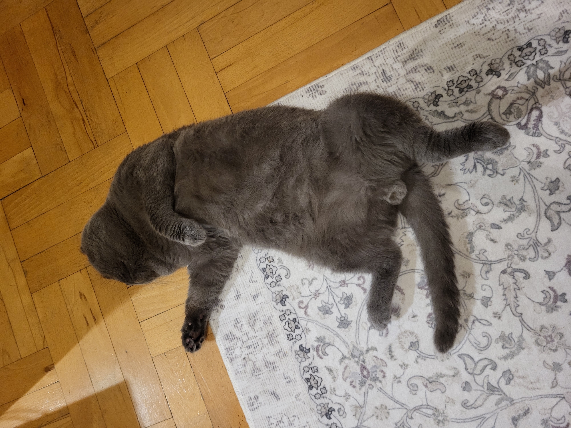 A gray cat is lying on a patterned rug, which is partially on a wooden floor. The cat is positioned diagonally, with its head near the floor and its body extending onto the rug. The rug has a light background with a gray floral pattern. The wooden floor is made of light-colored planks arranged in a herringbone pattern.