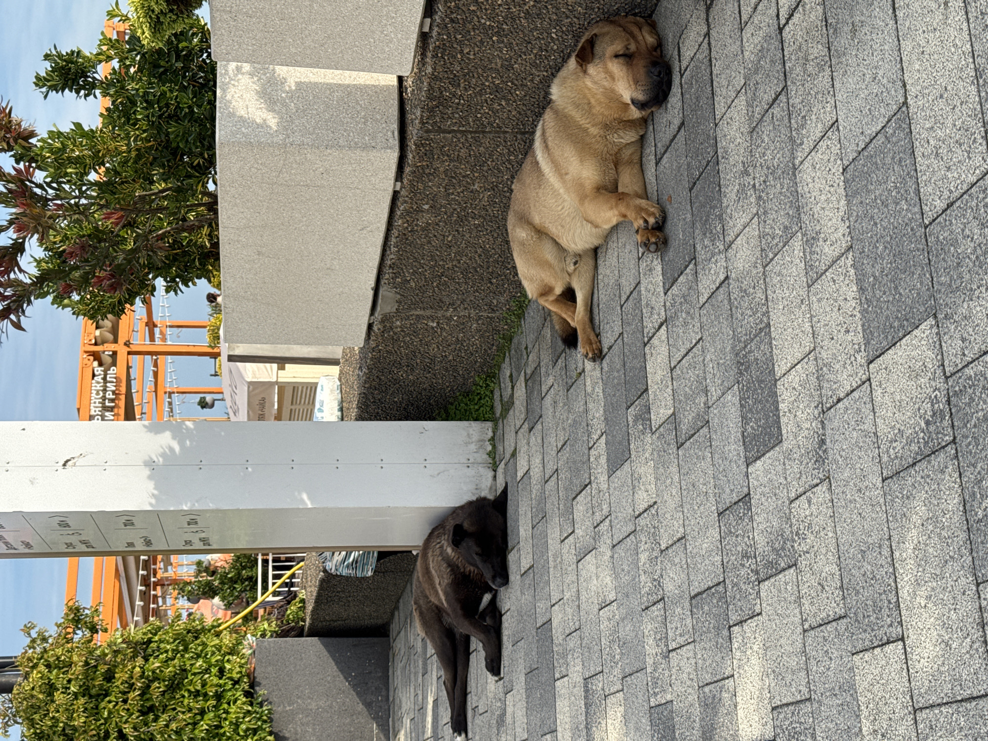 Two dogs are sleeping on a paved area next to a building. One dog is light brown and lying on its side, while the other is dark brown and curled up near the building's edge. In the background, there are trees, a white pole with signage, and what appears to be a building under construction with orange scaffolding. The sign has the text "БЯНСКАЯ И ГРИЛЬ". The scene is in daylight and looks like it is outdoors. According to the sign, the location is most likely the city of Sochi, Russia.