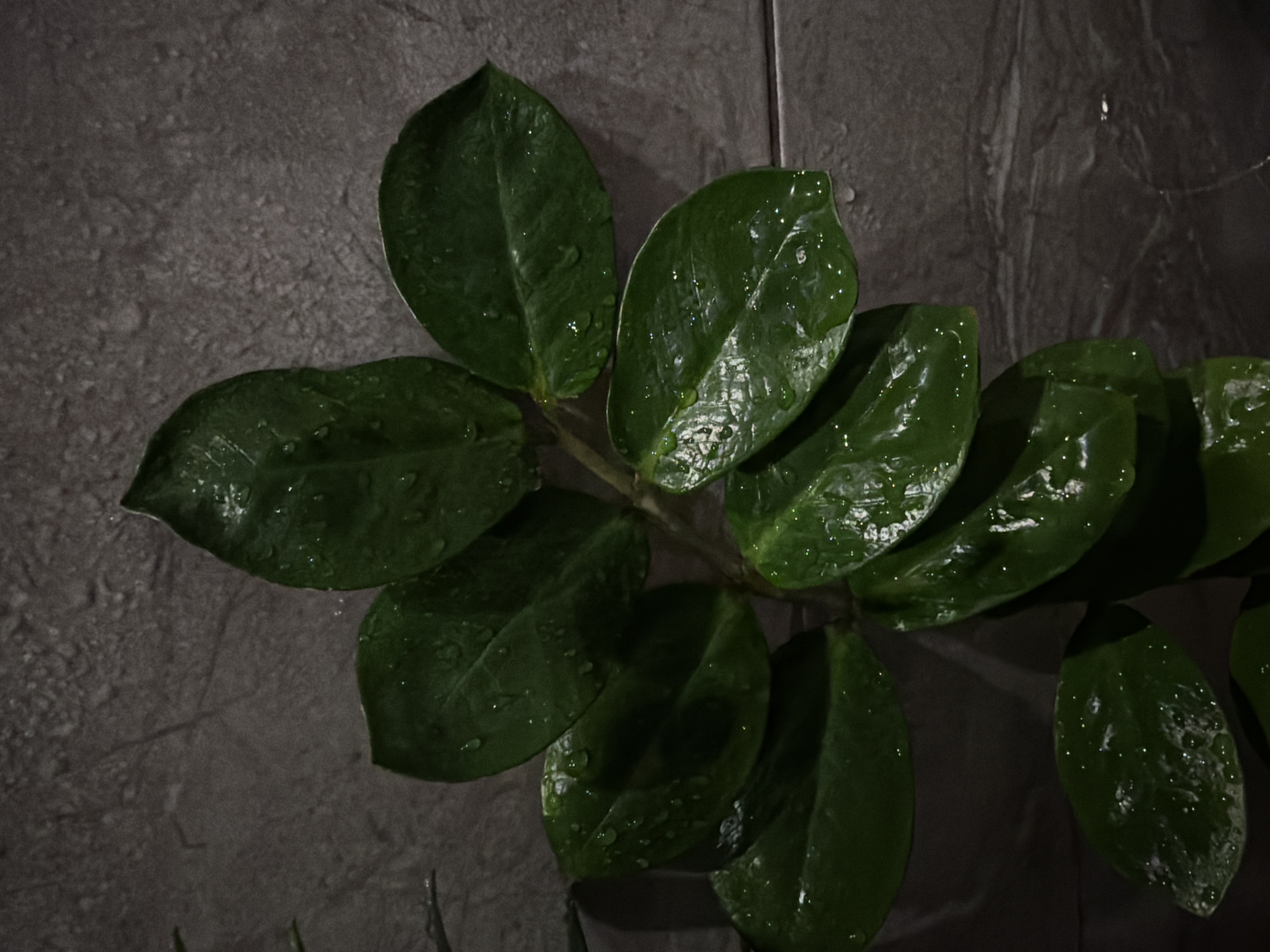 The image shows a close-up of a Zamioculcas zamiifolia plant with wet leaves against a gray, textured background that might be a wall. The plant's leaves are a deep green color and appear to be recently watered, as indicated by the water droplets on their surface. The lighting is subdued, creating shadows that emphasize the texture of the leaves and the background. There are no people visible in the frame. The composition is tightly focused on the plant, with the background serving as a neutral backdrop. No information suggests the location is the city of Chaikovsky, Russia.