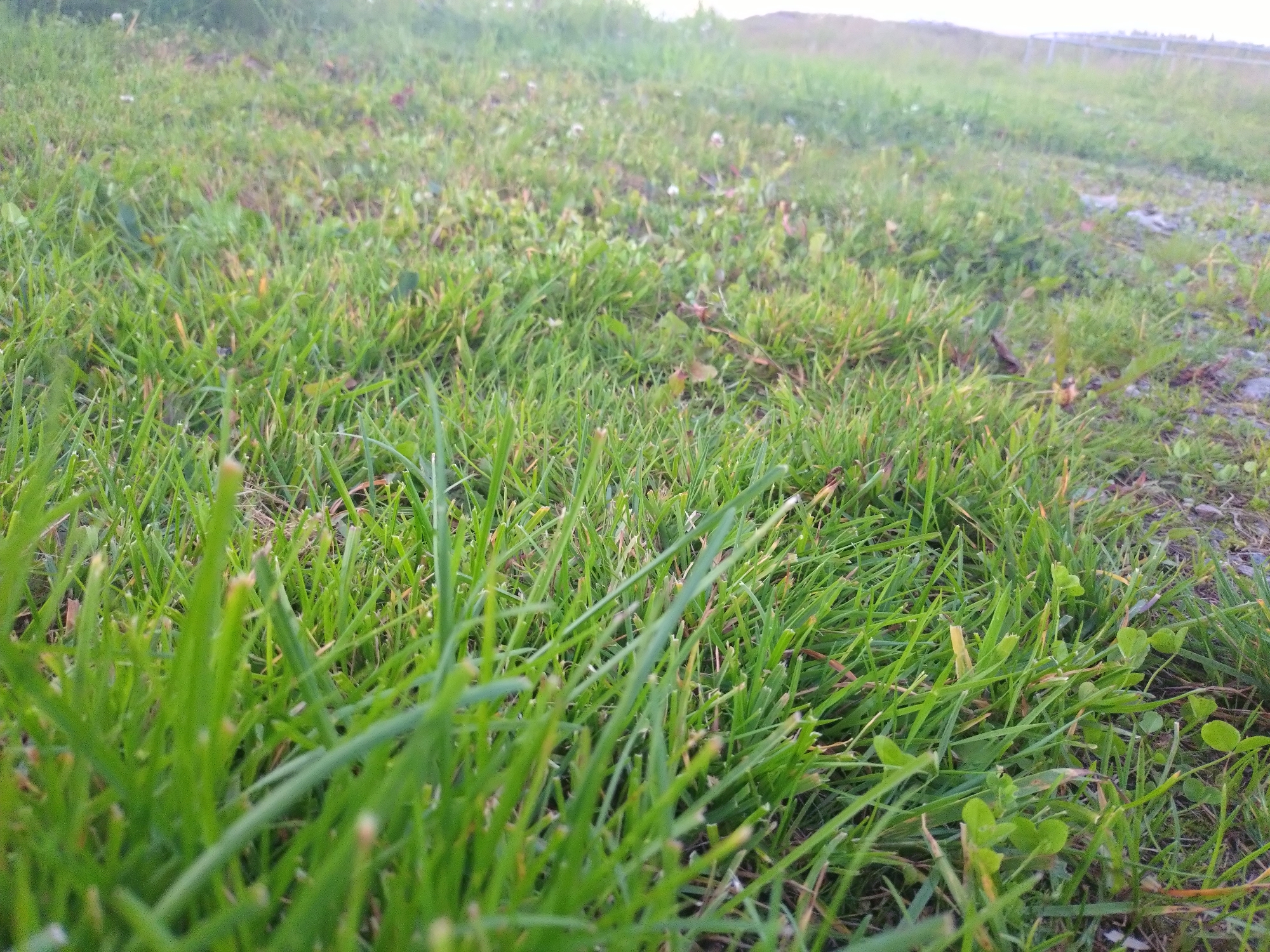 The image depicts a low-angle close-up view of lush green grass. The foreground is dominated by blades of grass, some sharp and in focus, others blurred by depth of field. Interspersed among the grass are small clover leaves. The background shows more of the grassy terrain, with hints of dried leaves and small white flowers scattered throughout. In the distance, the landscape appears to rise, with a faint, out-of-focus horizon line and what might be a fence or barrier. The lighting suggests it is daytime, possibly late afternoon or early morning due to the soft, diffused light. The scene is natural and outdoors, with no human presence or artificial structures immediately visible within the frame. The environment suggests an undeveloped area, possibly a field, meadow, or the edge of a park. The image does not contain any specific identifiable landmarks that would pinpoint its location within Averøy, Norway.
