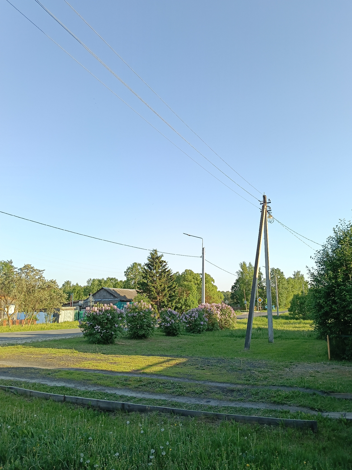 The image depicts a rural scene in Красный Маяк, Russia. In the foreground, there is a grassy area with dandelions and wooden planks bordering a dirt path. Beyond the path, there is more grass with patches of darker soil. A row of blooming lilac bushes is visible along the edge of the road. Behind the bushes, there is a single-story house with a gray roof. Power lines stretch across the clear blue sky, supported by wooden poles. A street lamp and road signs are positioned near a power pole. The scene is bathed in sunlight, suggesting it is daytime.