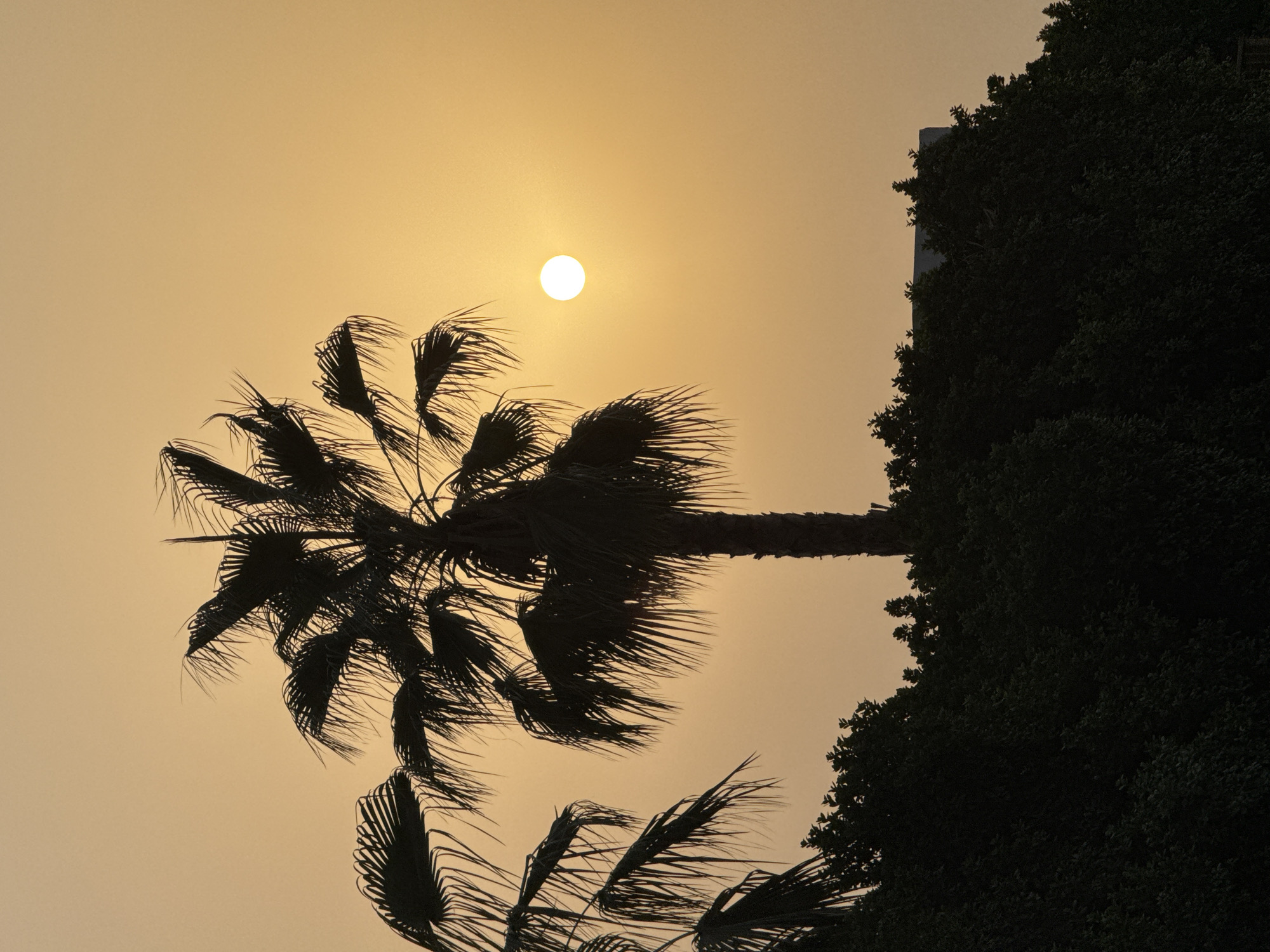 A silhouette of palm trees stands against a hazy, pale orange sky with the sun appearing as a small, bright disc. The palm trees are positioned in the foreground, with their fronds fanning out. Below the palm trees, a dark, dense row of foliage forms a green silhouette. In the background, peeking out from behind the foliage, is the top of a modern building. The overall scene suggests a sunset or sunrise in a warm climate, likely in Dubai, United Arab Emirates, given the presence of palm trees and modern architecture. There are no people or animals visible in the image.
