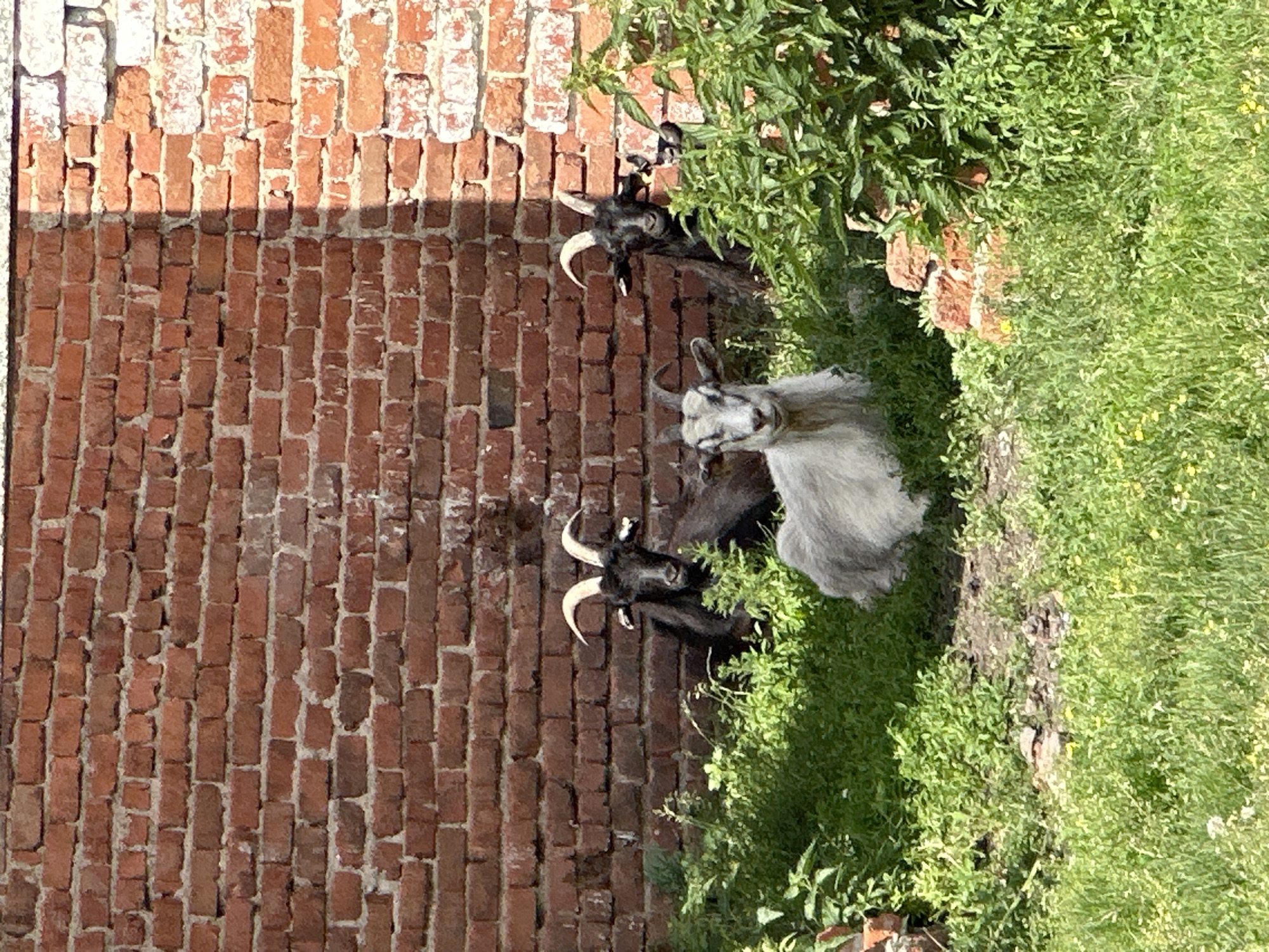 Three goats are visible in front of a red brick wall. The goat in the foreground is light gray and facing the camera. Behind it, two black goats are partially obscured by greenery. The environment appears to be outdoors with grass and plants. The brick wall is aged and shows some wear.