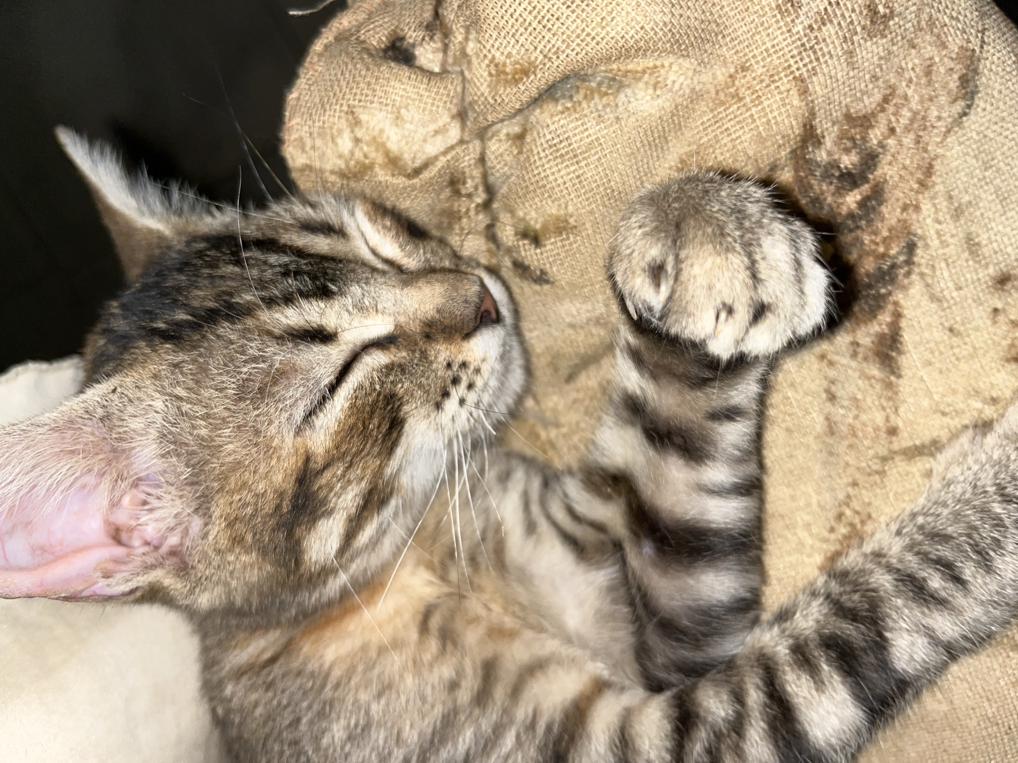 A close-up shot captures a tabby cat soundly asleep, curled up on a textured, light brown fabric, possibly a sack or a woven blanket. The cat, likely a kitten or young adult, is seen in profile with its eyes gently closed, indicating a state of deep rest and peacefulness. Its small pink nose and prominent white whiskers are clearly visible.
The cat exhibits classic tabby markings with distinct stripes and swirls in various shades of brown, grey, and cream across its fur. Its fur appears soft and well-groomed. One ear is prominently displayed, revealing the delicate pink inner ear and fine white hairs around the edges. One of its front paws is curled up near its face, showing soft fur and faint paw pad details. The other paw is also visible, tucked in, with its striped fur blending into the fabric. The coarse, woven texture of the fabric provides a natural and earthy backdrop, creating a cozy and comfortable resting spot.
The lighting is soft and warm, suggesting an indoor setting or a shaded area, contributing to the tranquil atmosphere. There are no discernible location cues within the image itself, apart from the provided context of Tinaquillo, Venezuela. No text is visible in the frame. The overall impression is one of serene slumber and feline contentment.
