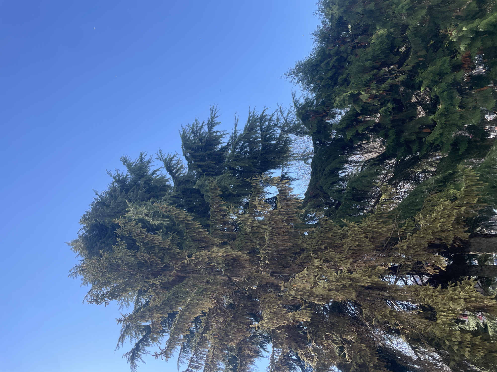The image shows a low-angle view of two coniferous trees against a clear, blue sky. The trees are of different shades of green, with the one on the left appearing slightly yellowish-green and the one on the right a darker green. The branches of the trees extend across the top of the frame. The location is Varna, Bulgaria.