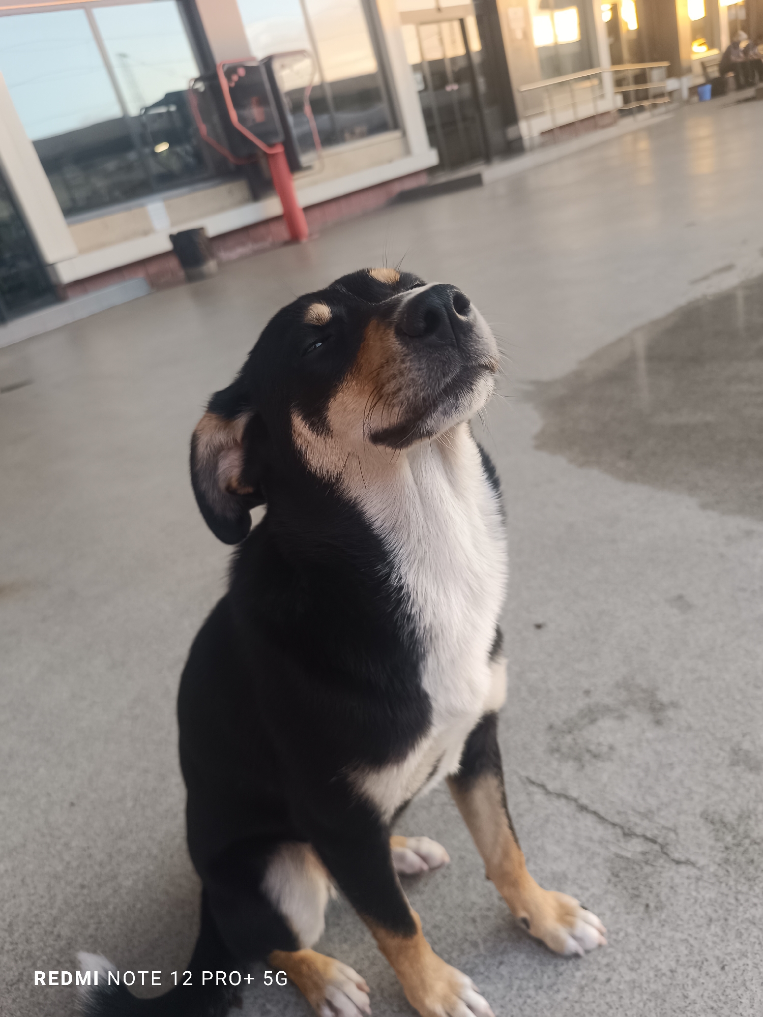 A medium-sized dog with black, white, and tan fur sits on a light grey concrete surface. The dog's head is tilted upwards. The background shows a building with large windows, a red-painted machine, and blurred figures in the distance. The scene appears to be outdoors, with soft, diffused light suggesting either early morning or late afternoon. The location is possibly in Gorna Oryahovitsa, Bulgaria.
