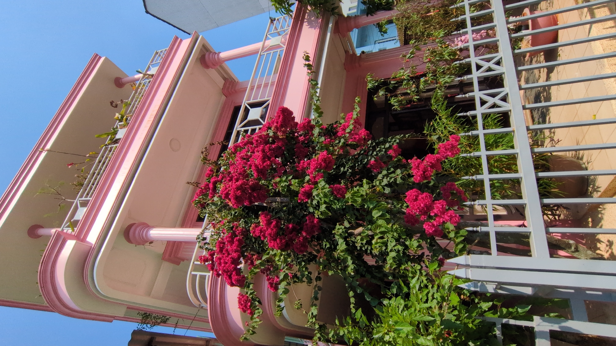 The image captures a low-angle view of a pink and white building, possibly a house or a small hotel, in what appears to be Da Lat, Vietnam. The building's architecture includes rounded balconies and decorative pillars. A vibrant bush of red bougainvillea cascades over the side of the building, partially obscuring a gray metal gate or railing in the foreground. The sky is a clear, bright blue, typical of a sunny day. The composition is slightly tilted, giving a dynamic perspective to the scene.