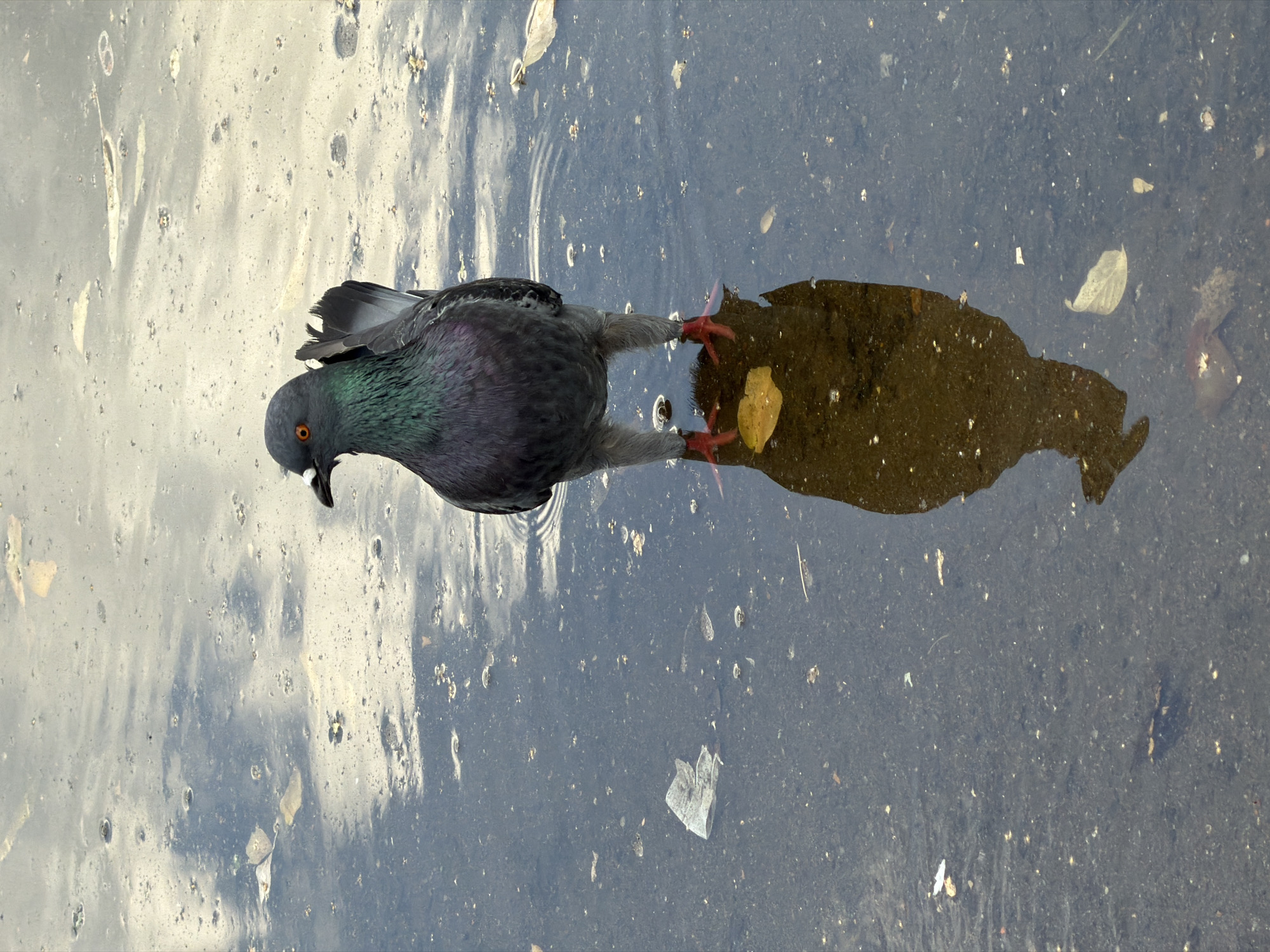 A pigeon stands in shallow, murky water, its reflection clearly visible. The pigeon is dark gray with iridescent green and purple feathers on its neck. Its eyes are orange, and its legs and feet are pinkish-red. The water is a dark brown-gray, with a light brown leaf floating near the pigeon's feet, and its reflection. There are also scattered leaves and small pieces of debris visible on the surface and in the water. The background appears to be a cloudy sky reflected in the water. The scene is outdoors, and the overall impression is one of urban nature, perhaps a puddle in a park or on a street in Pavlodar, Kazakhstan.