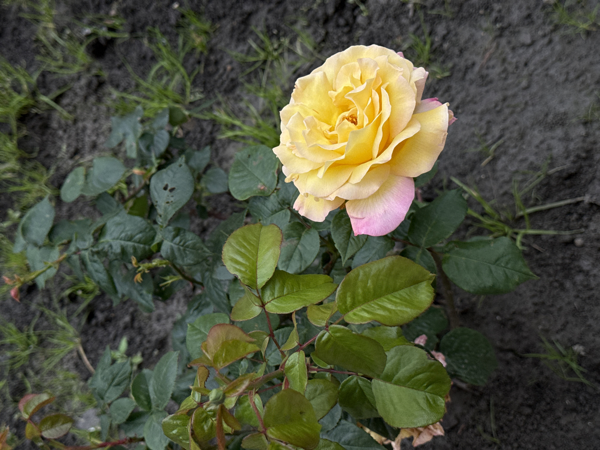 A medium shot captures a partially bloomed rose with yellow and pink petals, set against a backdrop of dark soil and green foliage. The rose appears to be growing outdoors. The location is unspecified, although the presence of soil and foliage suggests a garden or park setting. There are no people visible in the image. The focus is on the rose as the primary subject. The surrounding greenery consists of several leafy plants. The soil is visible between the plants and is a dark gray color. Some stray bits of grass also grow between the soil.