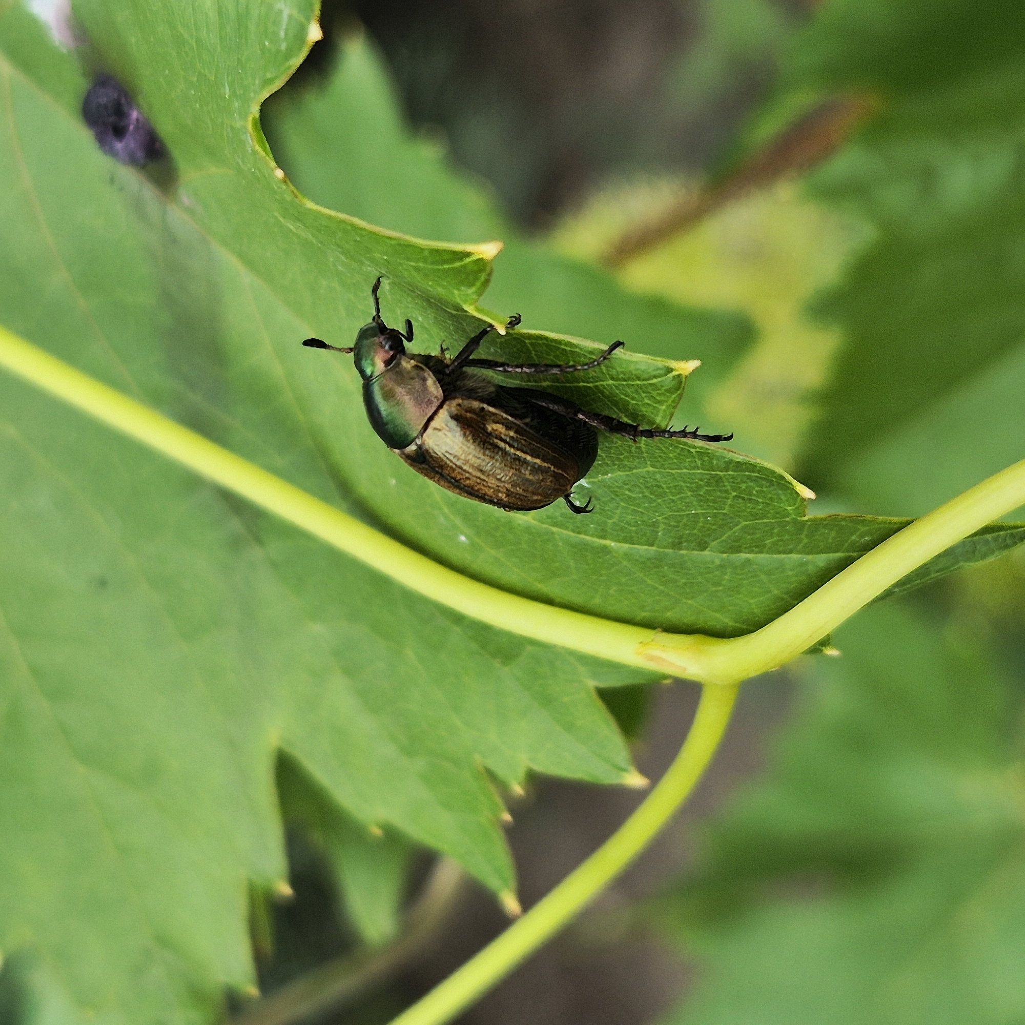A close-up, high-angle shot shows a metallic green and brown beetle on a bright green leaf. The beetle is positioned on the right side of the leaf, with its head facing right and its body angled downwards. Its legs are visible, gripping the leaf's surface. A thin, yellow stem curves diagonally across the image from the bottom left to the middle right, partially obscuring the leaf. In the background, out of focus, are more green leaves and darker areas, suggesting an outdoor, natural setting. There is a small, dark purple object on the leaf to the upper right of the beetle. The scene is devoid of any human presence or man-made structures. The location in the city of Liski, Russia, is not discernible from the visual information in the image.