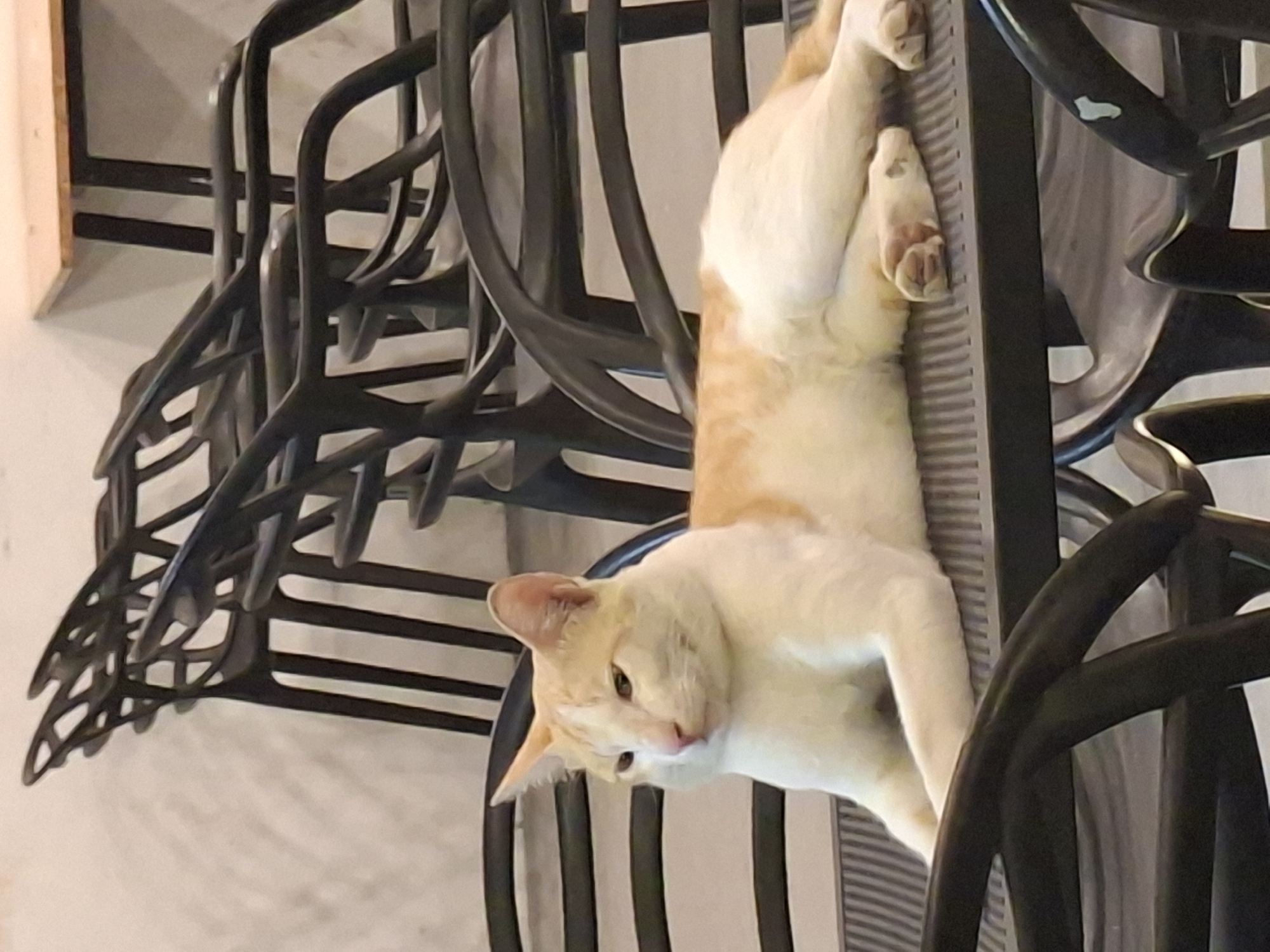 The image, rotated vertically, features a cream and light orange tabby cat resting on a stack of dark-colored chairs in Lhokseumawe, Indonesia. The cat is positioned with its back along the top of the chairs, its body stretched out, and its head angled downwards, looking towards the bottom of the frame. Its front paws are visible near its face, and its hind paws are extended upwards. The chairs are dark, possibly black metal or plastic, featuring a grid-like pattern on their backs and seats, and appear to be stacked closely together, creating an elevated surface for the cat. The background is a plain, light-colored wall or floor. The scene suggests an indoor setting, capturing a tranquil moment as the cat relaxes in an unconventional, elevated spot. There is no visible text in the image.