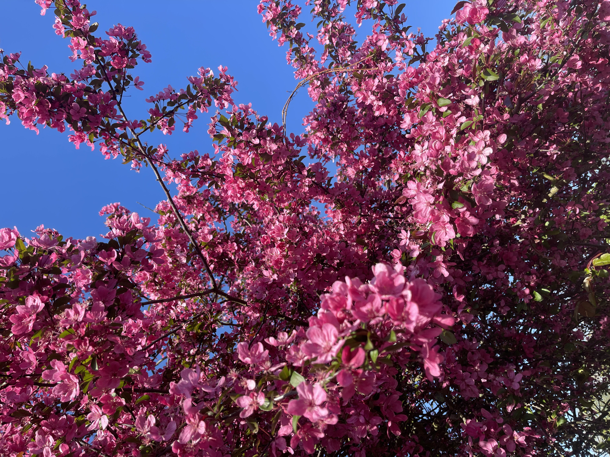 An upward-looking, sunlit shot captures the dense canopy of a flowering tree against a brilliant, clear blue sky. The dominant feature is an abundance of vibrant pink blossoms, covering most of the frame. These small, five-petaled flowers are clustered thickly along the branches, creating a lush, textured appearance. Some areas of the blossoms appear a rich magenta, while others are a softer, lighter pink where the sunlight illuminates them directly.
Interspersed among the profusion of flowers are small, oval green leaves, varying in shade from lighter new growth to deeper green foliage. Dark, slender tree branches are partially visible, winding through the floral display. The background is an unblemished, deep azure sky, indicating a bright and sunny day. The clear sky and the way the light catches the blossoms suggest it is daytime, likely during the peak blooming season of spring. The scene conveys a sense of natural beauty and the vitality of springtime. There is no visible text in the image. Given the context, this beautiful tree is located in Maidstone, United Kingdom.