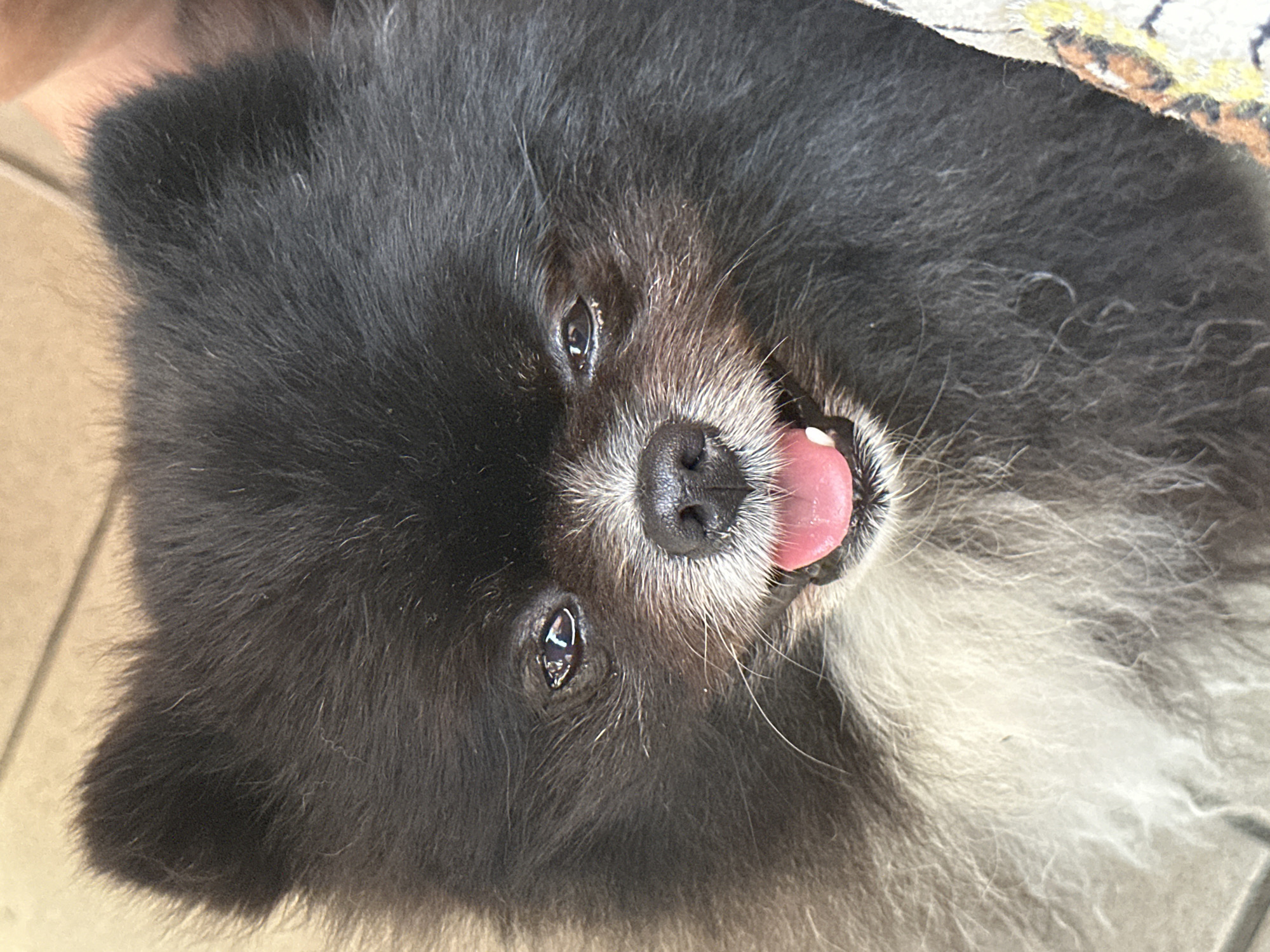 A close-up, eye-level shot focuses on the face of a black and tan Pomeranian dog. The dog is looking directly at the camera with its mouth slightly open, its pink tongue visible. Its fur is thick and fluffy, with a white ruff around its neck and chest. The background appears to be a light-colored tiled floor. The image does not provide any information about the location in Voronezhskoye-2, Russia.