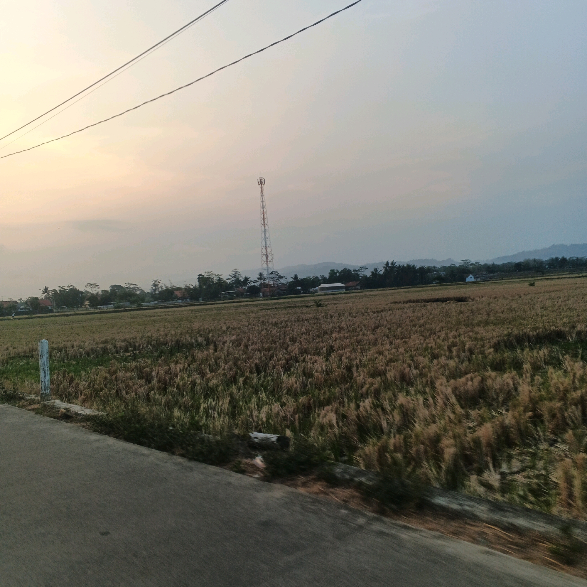 This is a photograph of a rural landscape in Kalikudi, Indonesia, taken during the late afternoon or early evening. The scene is dominated by a dry rice paddy field in the foreground, with tall, golden-brown stalks of rice extending across the frame. A paved road runs along the left side of the image, partially obscuring the edge of the field. A weathered white post stands at the edge of the road, near the field.
In the middle ground, a row of trees with lush green foliage separates the rice field from a cluster of buildings. A prominent, tall, white and red telecommunications tower stands out against the sky in the center of the image, surrounded by smaller structures that appear to be houses and possibly a community building. The sky is a soft, hazy gradient of pale yellow and blue, suggesting the sun is low on the horizon. In the far background, rolling hills are visible, shrouded in a light mist or haze, creating a sense of depth. Two power lines stretch diagonally across the upper portion of the image. There are no people or animals clearly visible in the frame. The overall impression is one of peaceful, rural serenity.