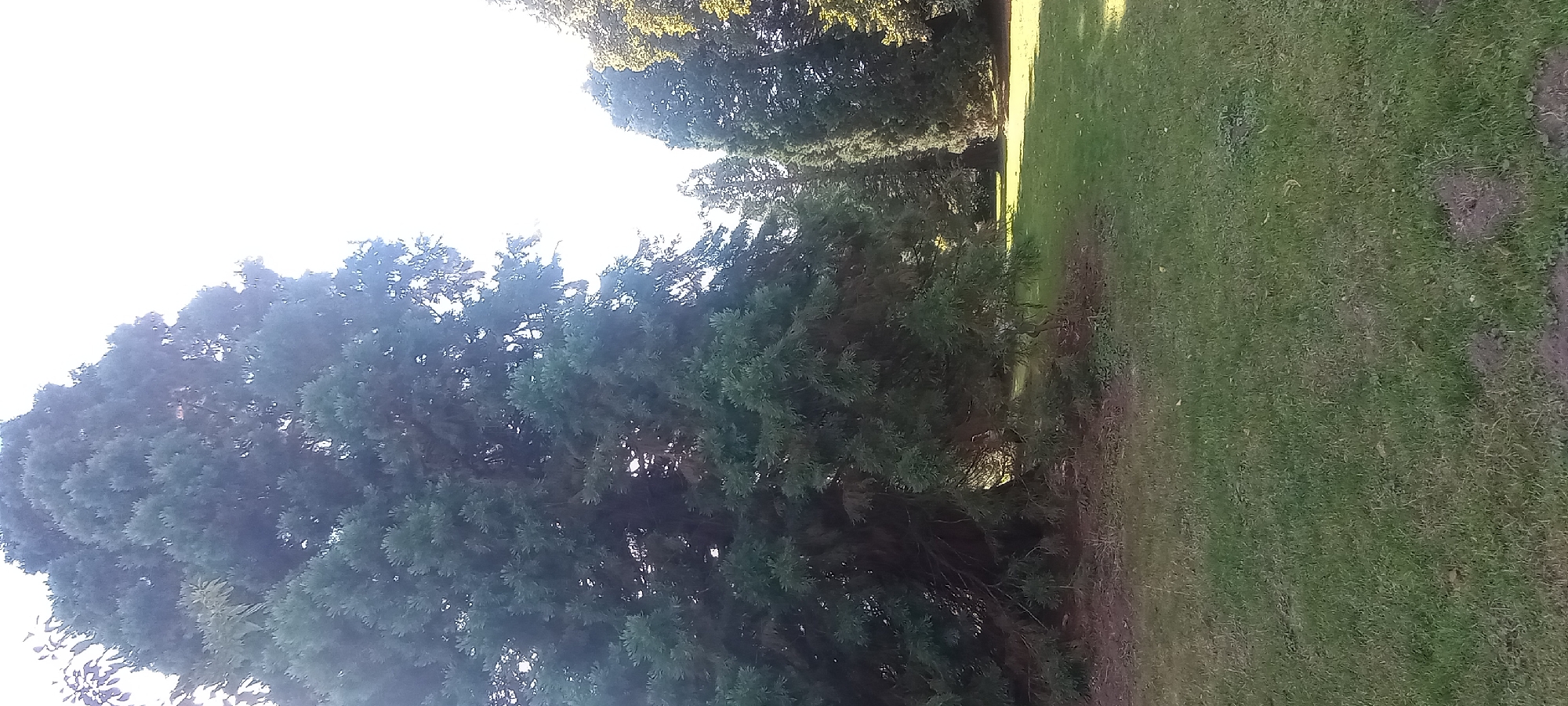 The image depicts a park scene with a very large, dense evergreen tree dominating the left side of the frame. The tree's branches extend low to the ground, creating a shaded area beneath its canopy. To the right of this prominent tree, a grassy area stretches out, bathed in sunlight. Further in the background, a line of other evergreen trees can be seen, some taller and more slender than the main tree. The sky is bright and appears to be overcast or hazy. The overall impression is one of a mature park with large, well-established trees. This scene is located in Dortmund, Germany, at the Rombergpark Botanical Garden.
