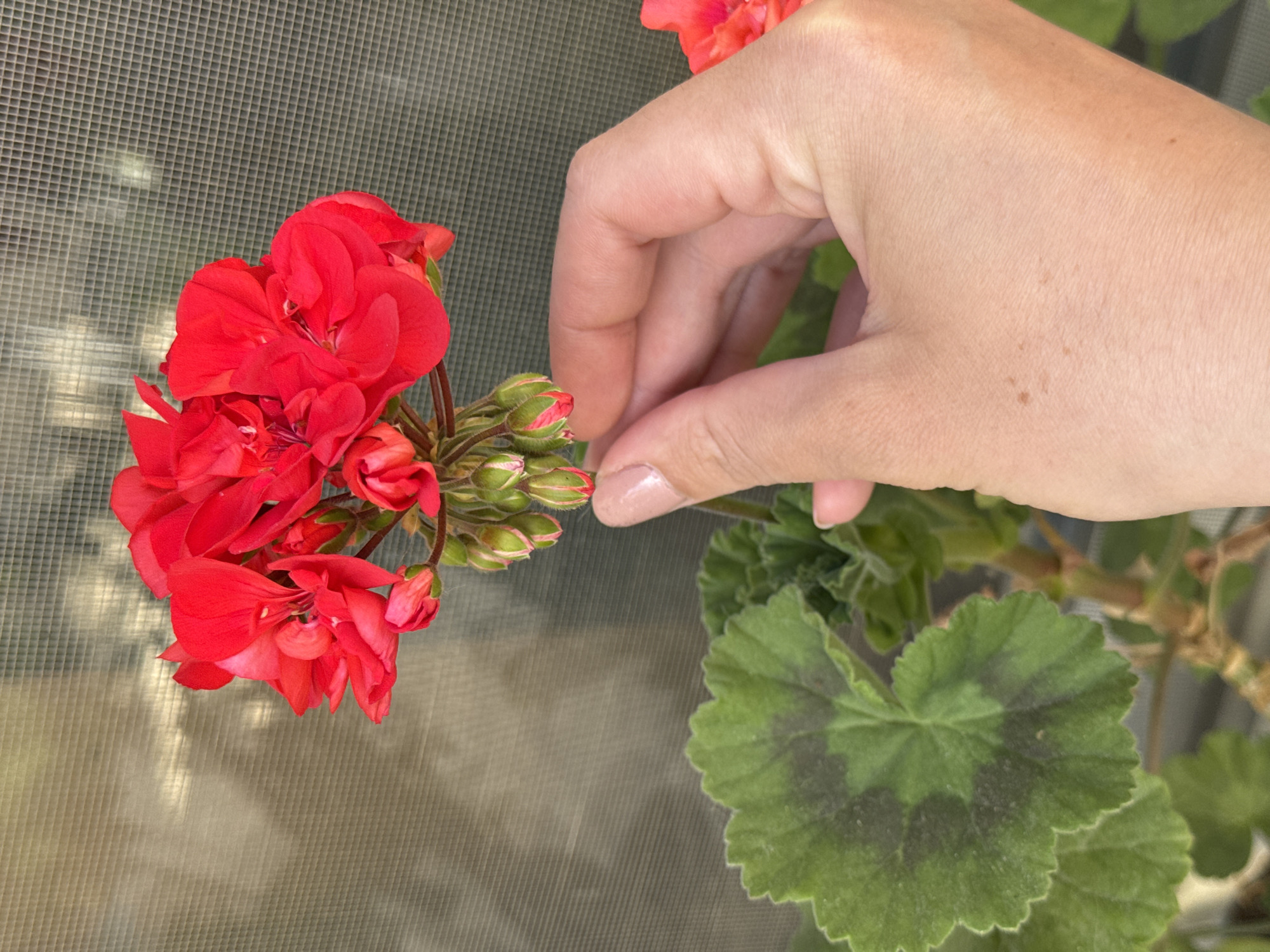 A close-up shows a hand gently touching unopened buds of a red geranium flower, presumably indoors given the textured grey background that might be a window screen. The geranium, with its deep red blooms and textured leaves, is the focal point. The hand appears to be female, with pale skin and a neutral nail polish color. The setting is not possible to identify without location information.
