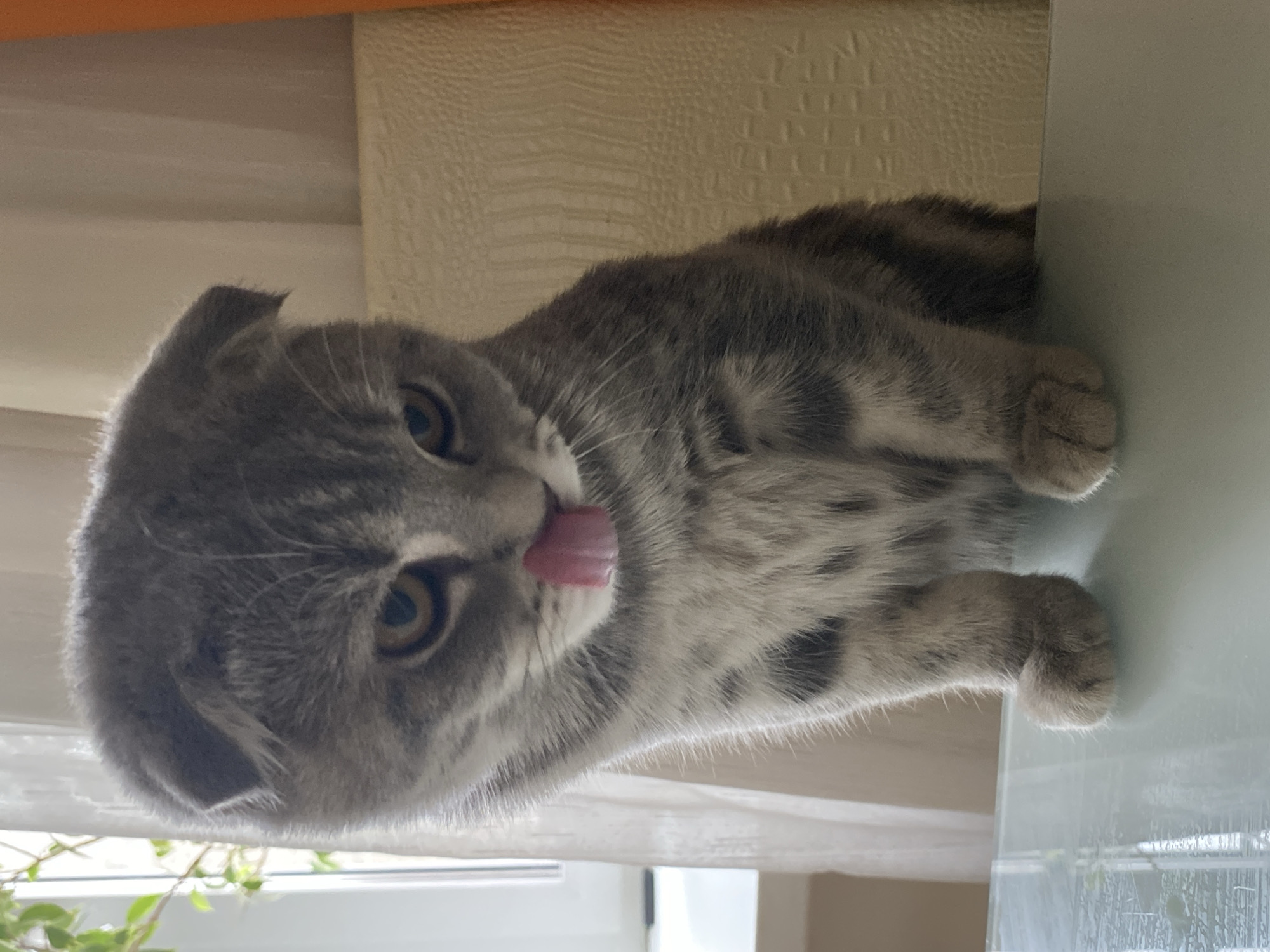 A gray tabby Scottish Fold cat with its tongue sticking out is sitting near a window. A plant is visible in the background. The location is unknown and cannot be assumed to be Votkinsk, Russia.