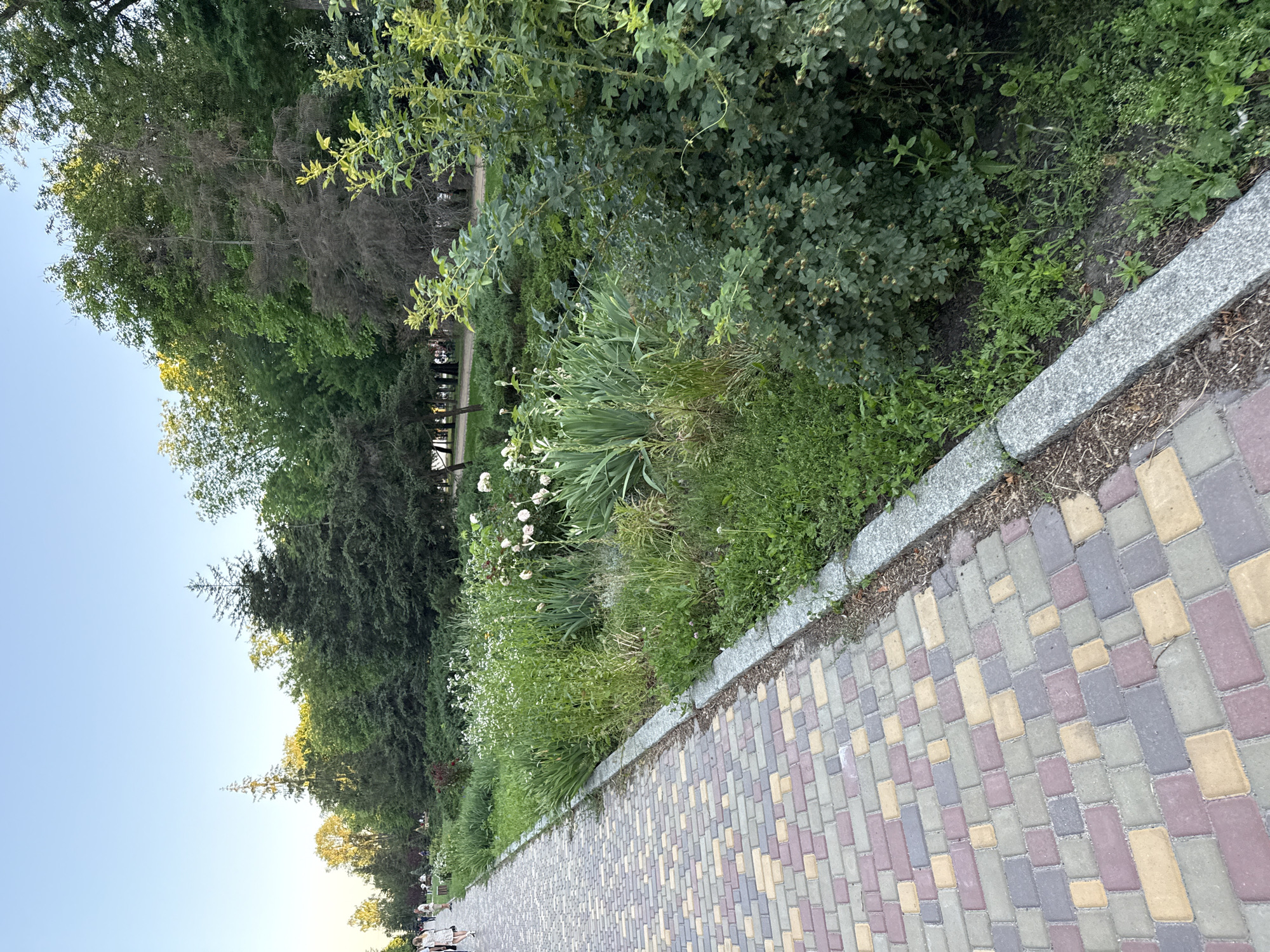 In an outdoor setting, a paved walkway made of multicolored rectangular bricks runs diagonally from the bottom left corner towards the middle left of the frame. The walkway is bordered on its right by a stone curb, beyond which is a strip of grass and then a dense green garden bed filled with various plants and flowers, including some white flowers and what appear to be rose bushes. Further to the right, lush green trees and foliage form a dense backdrop. In the upper portion of the image, the sky is clear and blue, with the tops of trees visible against it. In the distance, along the walkway and in the park area, several people can be seen walking and sitting. The overall impression is a park or a tree-lined pedestrian path in an urban environment.