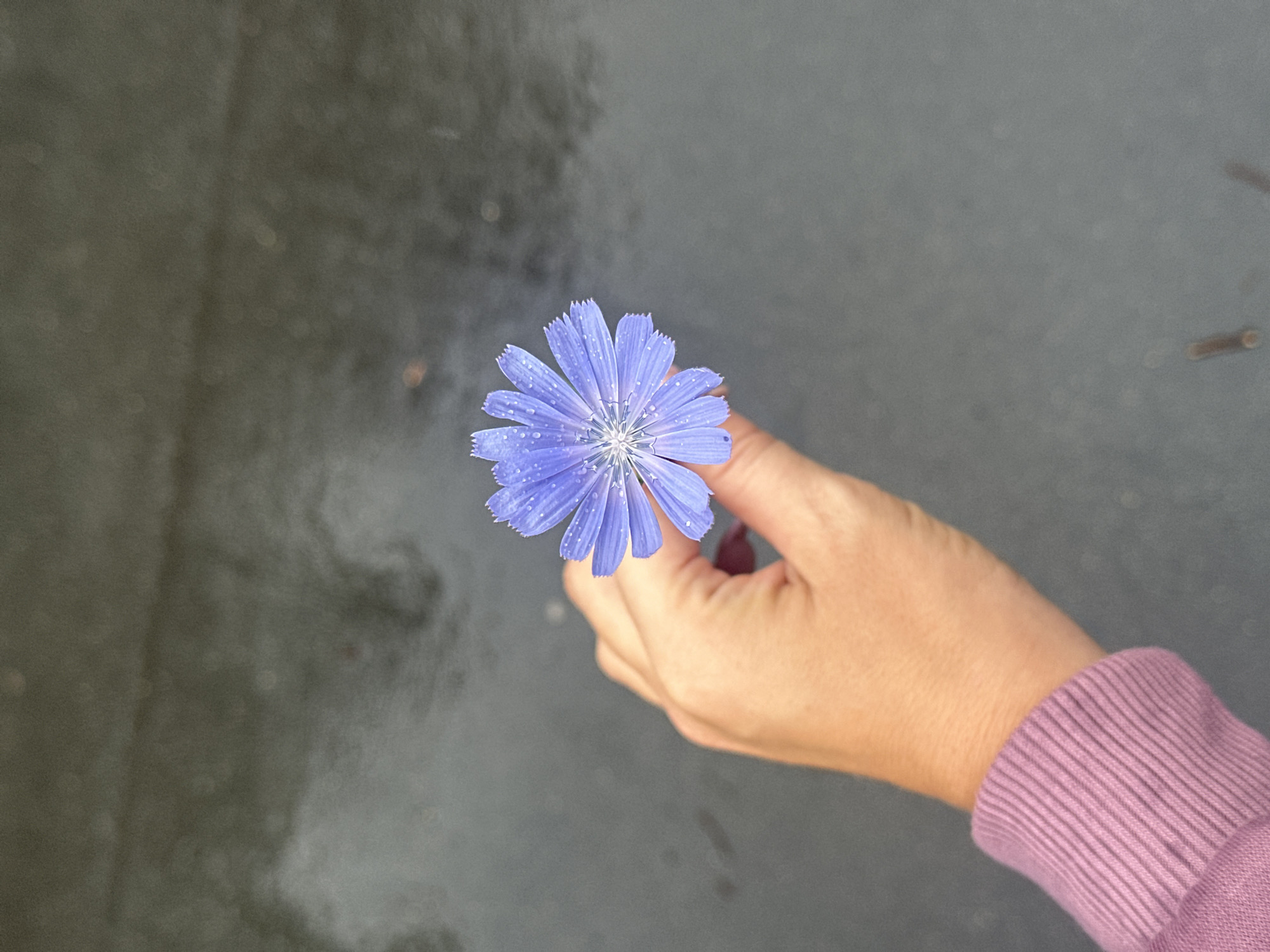 A close-up, overhead shot shows a person's hand holding a single, blue chicory flower. The flower has multiple petals, each tipped with small, white dots, likely water droplets. The hand, lightly tanned, is positioned in the lower left quadrant of the frame, its fingers delicately cupping the base of the flower. The person is wearing a light pink, ribbed sweater cuff. The background is a dark, wet, textured surface, possibly asphalt or pavement, with a few lighter, blurry spots reflecting light. The scene appears to be outdoors, with the dark, wet surface suggesting recent rain or damp conditions. No specific landmarks or contextual elements indicative of Petrozavodsk, Russia, are present in the image.