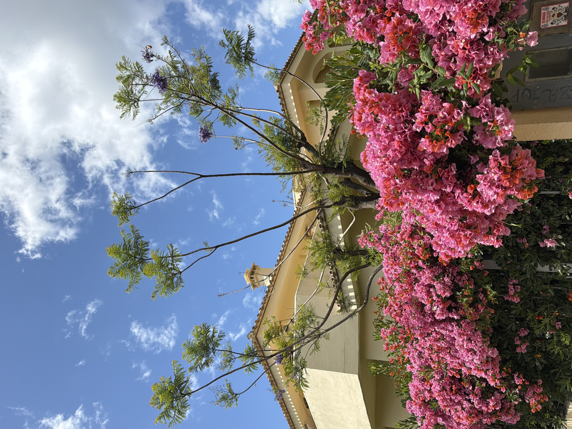 The image captures a view of a building intertwined with lush bougainvillea in Benalmádena, Spain, under a bright blue sky dotted with fluffy white clouds. The building has a light yellow or beige facade, with arched windows or openings and a tiled roof visible. The bougainvillea cascades down the side of the building, displaying vibrant pink and reddish-orange flowers. A tree with sparse, leafy branches reaches towards the sky, adding a natural element to the architectural scene.