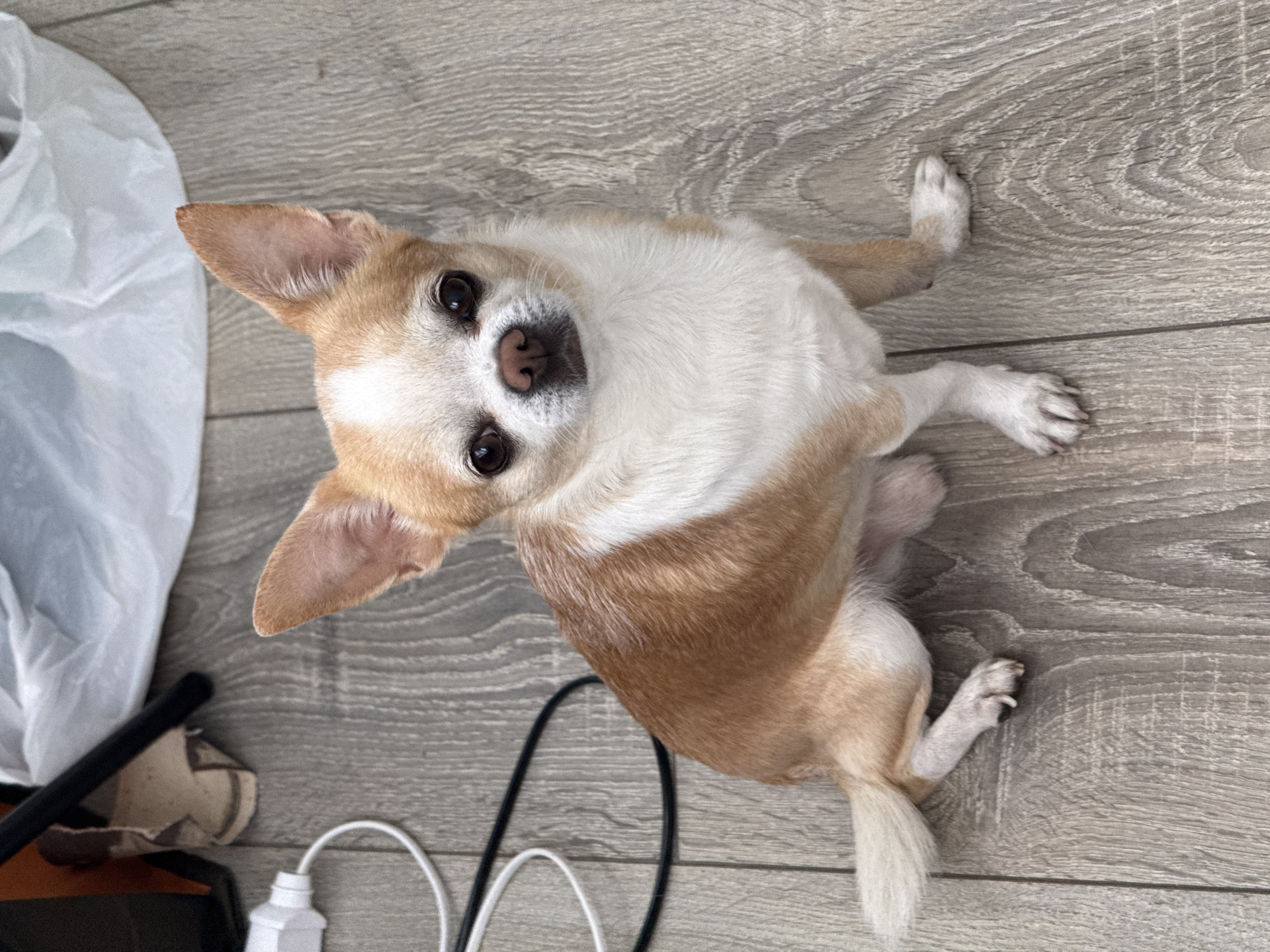 A tan and white chihuahua lies on a light-gray wooden floor, looking up at the camera. It is surrounded by white and black cords, a white plastic bag, and other indiscernible objects. Location is unknown.