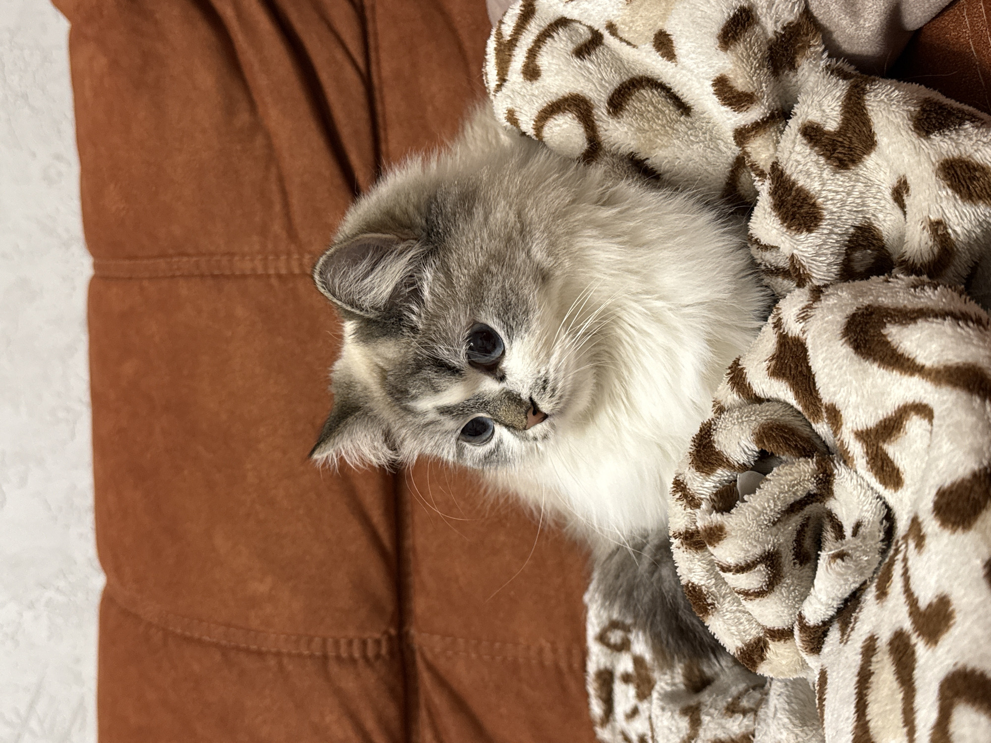 A fluffy gray and white kitten with blue eyes is nestled on a brown quilted cushion and wrapped in a white and brown patterned blanket. The kitten is looking to its left. This scene is likely in a residential setting in an unknown location. Rostov-on-Don, Russia is not apparent in the image.