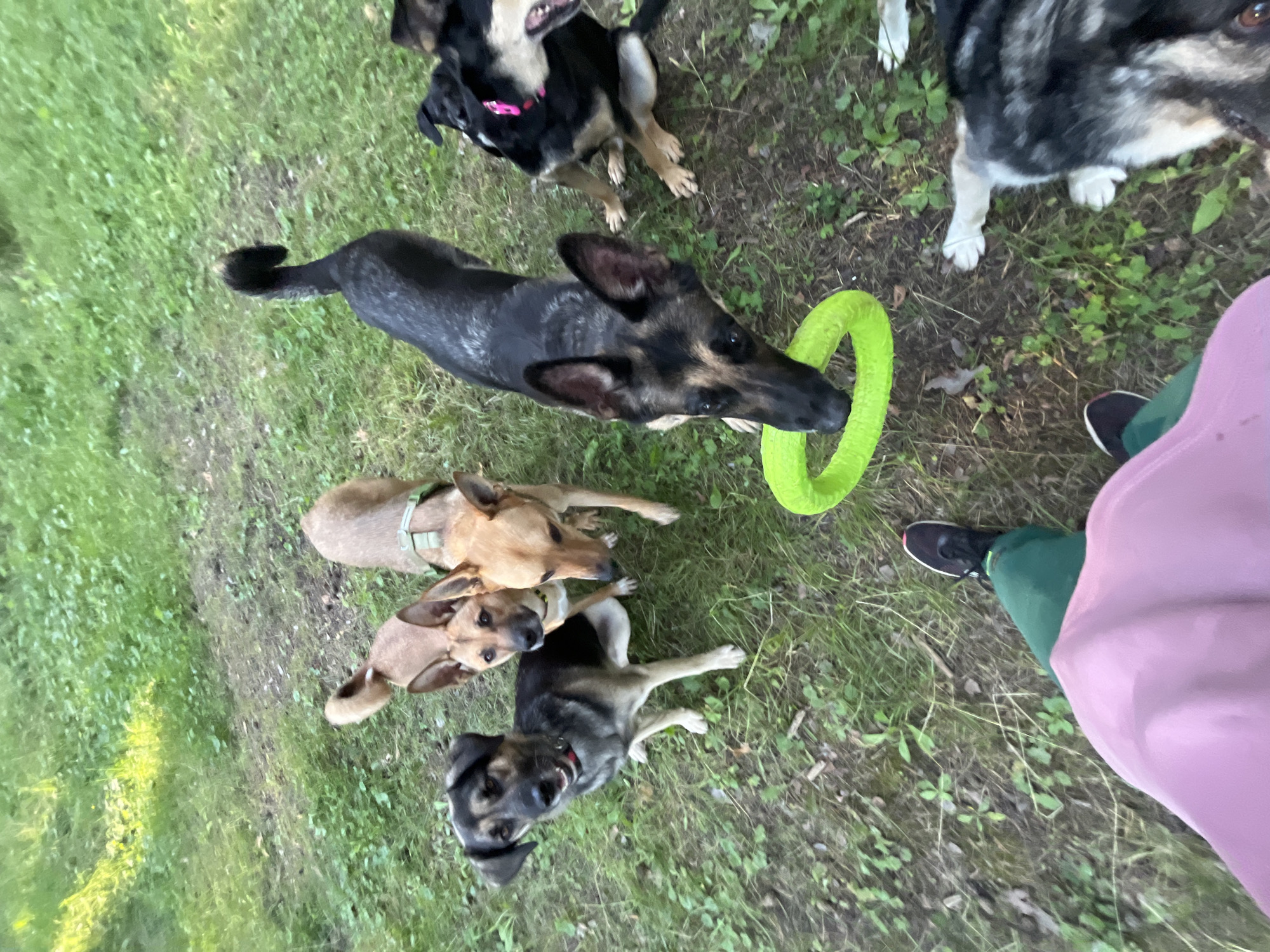 A group of five dogs, varying in size and breed, are gathered on a grassy area with some dirt patches. In the foreground, a person's legs are visible, wearing green pants and a pink garment. One dog in the center is holding a bright green ring toy in its mouth. The dogs appear to be interacting with each other and the toy, suggesting a playful environment. The setting is outdoors, with trees and grass indicating a park or natural area. There is no information in the image to indicate the location in the city of Nizhny Tagil, Russia.