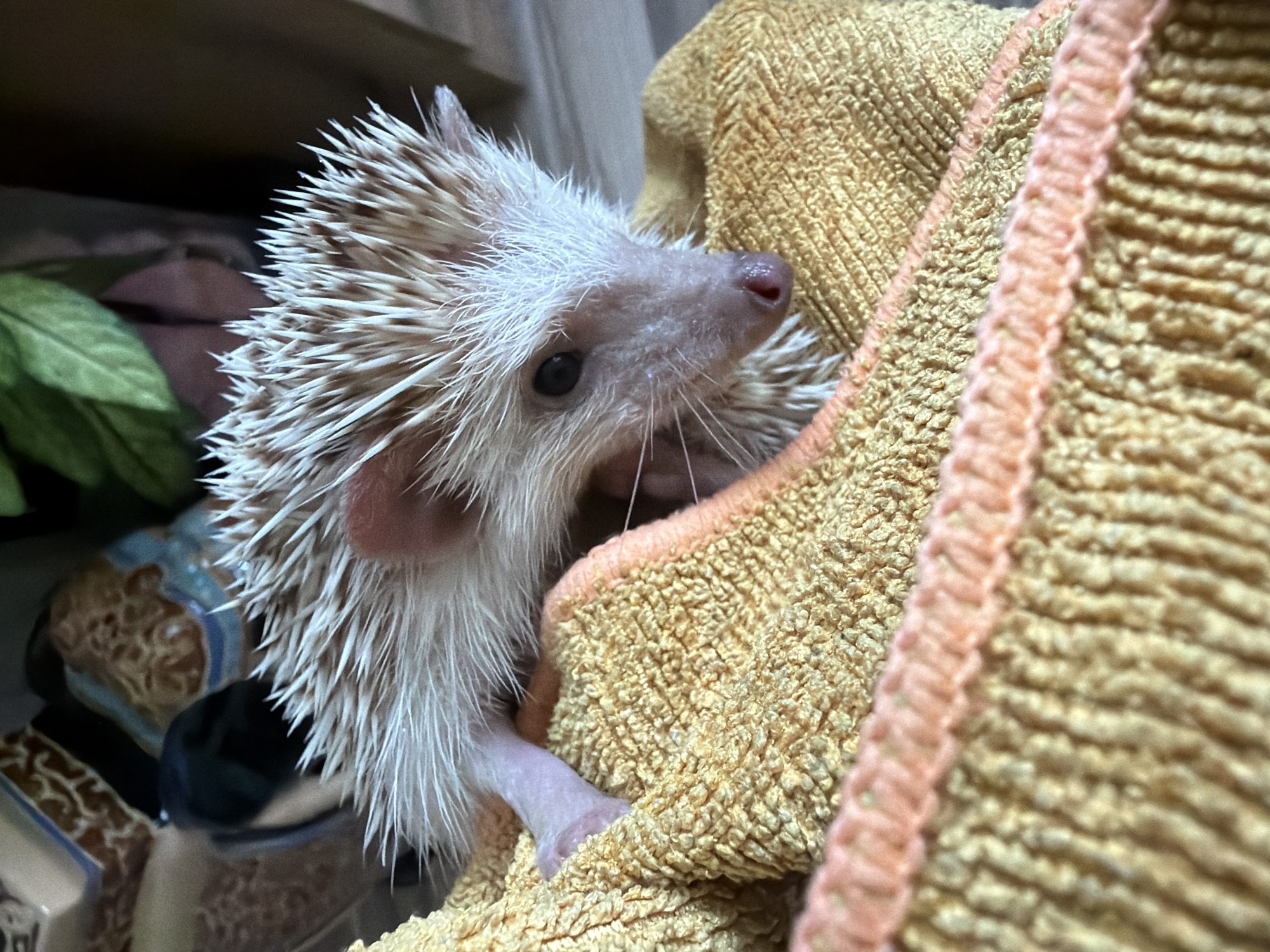 A close-up shot captures an albino hedgehog nestled in a yellow terrycloth towel. The hedgehog's quills are white with light brown tips, and its ears are a pale pink. Its small, dark eye is visible, along with a moist pink nose. A pink leg is extended, resting on the towel. The towel has a textured surface and a stitched orange trim. In the blurred background, a decorative object with brown and blue patterns and a green leaf are discernible. The scene is indoors, with a neutral-toned wooden surface visible to the right. There is no indication of the city of Sofia, Bulgaria, in the image.