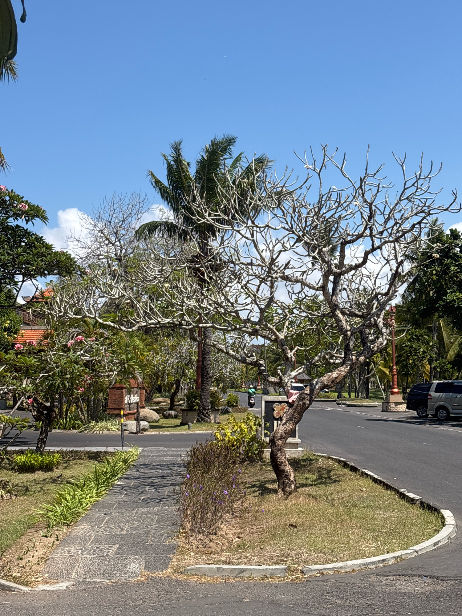 This image captures a sun-drenched scene in Kuta Selatan, Indonesia, likely near a resort or public area given the landscaping. In the foreground, a weathered stone pathway curves to the right, bordered by dry grass and a sparse bush with purple flowers on the right, and a strip of vibrant green grass on the left. Dominating the mid-ground is a large, bare frangipani tree with intricate, twisting branches, its trunk thick and gnarled. Behind it, a dense cluster of green trees and shrubs, some adorned with pink flowers, are visible, along with a building with a traditional Balinese-style red tiled roof. Further back, a tall palm tree stands against a clear blue sky dotted with a few wispy clouds. An asphalt road runs parallel to the pathway, with a decorative lamppost on the right. Two vehicles, a dark SUV and a silver minivan, are parked on the right side of the road. In the distance, more trees and a glimpse of a building suggest a developed area. A single motorcycle is seen on the road to the left, with a person riding it. The overall impression is one of tropical warmth and lush vegetation contrasted with man-made structures.