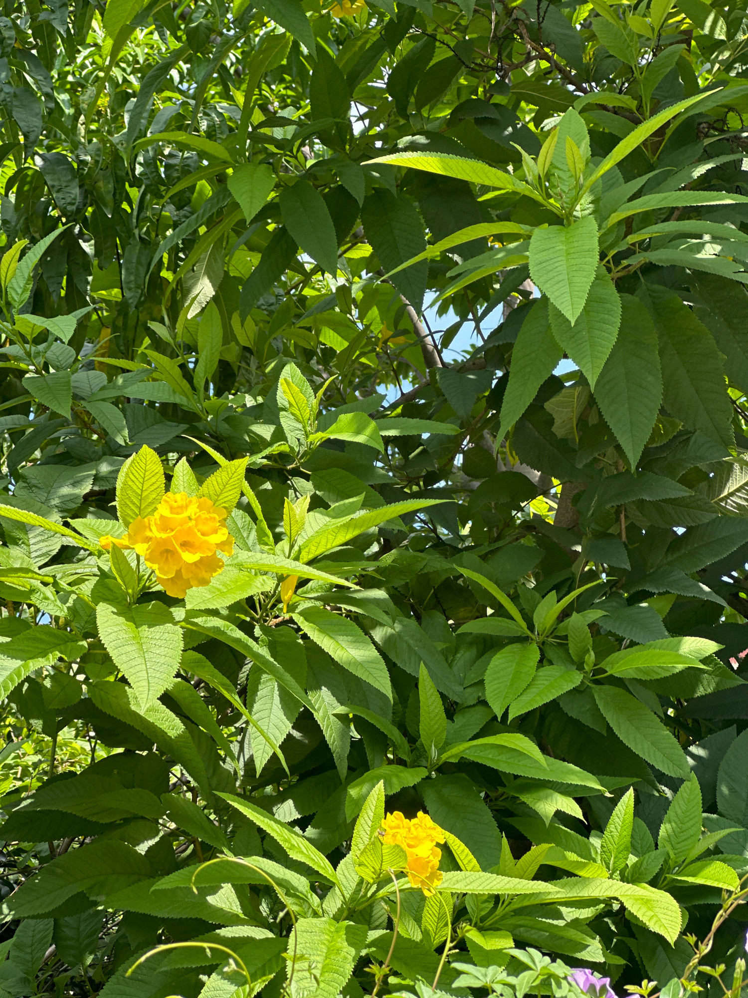 This is a close-up, vertical shot of vibrant green foliage with two clusters of bright yellow flowers. The leaves are a rich, deep green, with some lighter green new growth visible. The flowers are trumpet-shaped and clustered together, with one larger cluster in the upper left quadrant of the image and a smaller one towards the bottom right. The background is filled with more leaves and some glimpses of a bright blue sky. The scene appears to be a lush garden or outdoor planting. The image is likely taken during daylight hours, with the sunlight casting shadows on the leaves. There are no people or animals visible in the frame. The overall impression is one of natural beauty and verdant growth. The photograph does not provide any specific visual cues to indicate its location in the city of Lalitpur, Nepal.