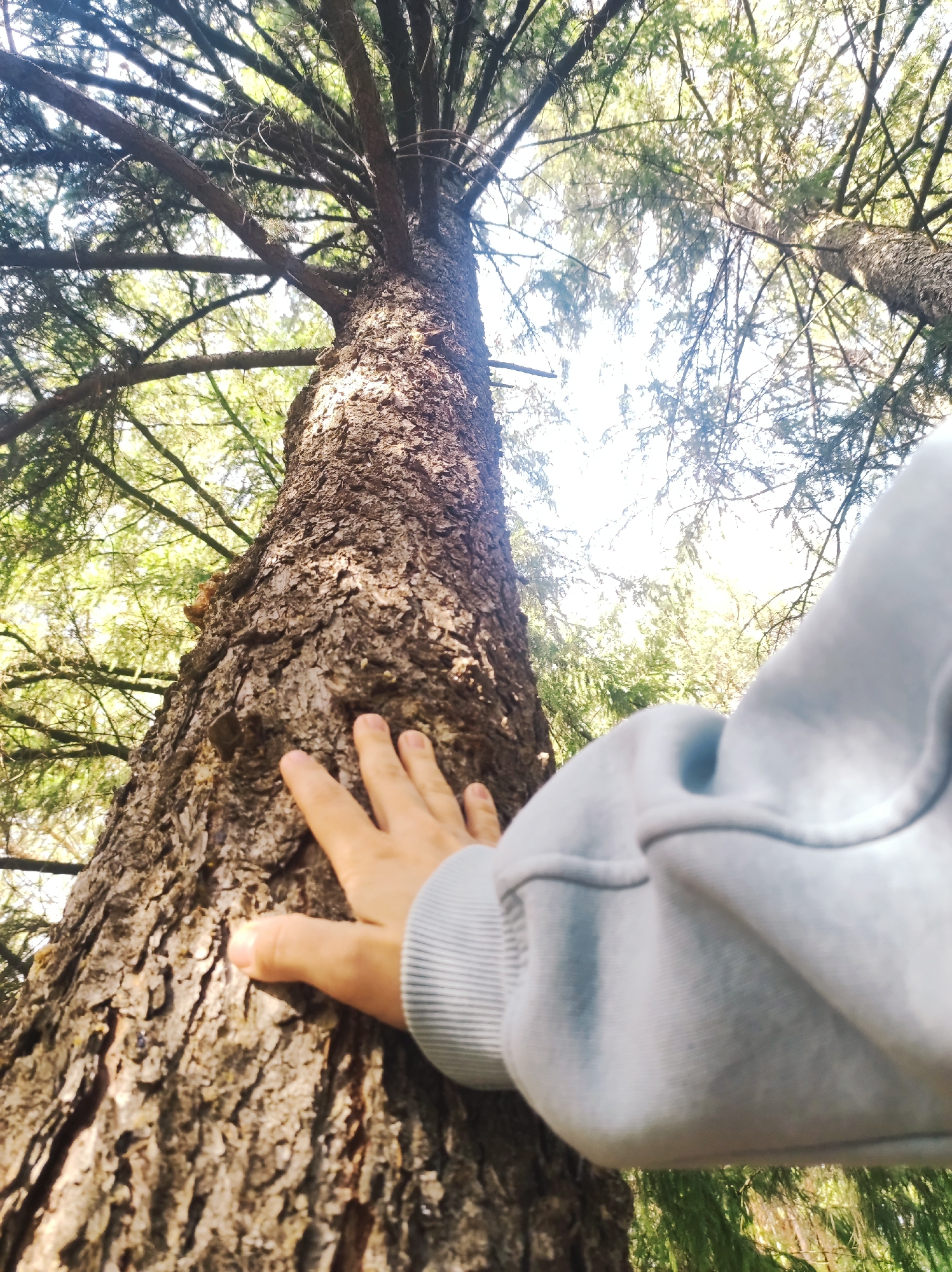 A person's hand rests on the trunk of a tall tree, its bark rough and textured, rising upwards into a canopy of branches against a bright, partly cloudy sky. The person is wearing a light blue hooded sweatshirt, and the angle of the shot suggests the photo was taken from below, looking up. The location appears to be a wooded area, possibly in a park or forest setting. The city location, Фоки, Russia, does not appear evident from the image.
