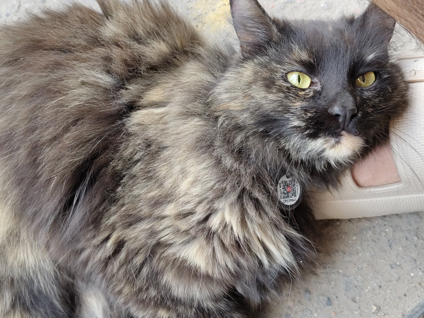 A close-up, overhead, outdoor shot shows a tortoiseshell cat lying on its back, with its head tilted to the right. The cat's fur is a mixture of black, gray, and tan. Its eyes are open and are a bright green. A small, circular tag with a QR code is attached to a collar around the cat's neck. The cat's left hind leg is visible, resting on a light-colored sandal. The background appears to be a rough, gray surface, possibly concrete or asphalt. The lighting suggests it is daytime, with a slight shadow cast from the cat's body. The cat's pose suggests it is relaxed and comfortable.