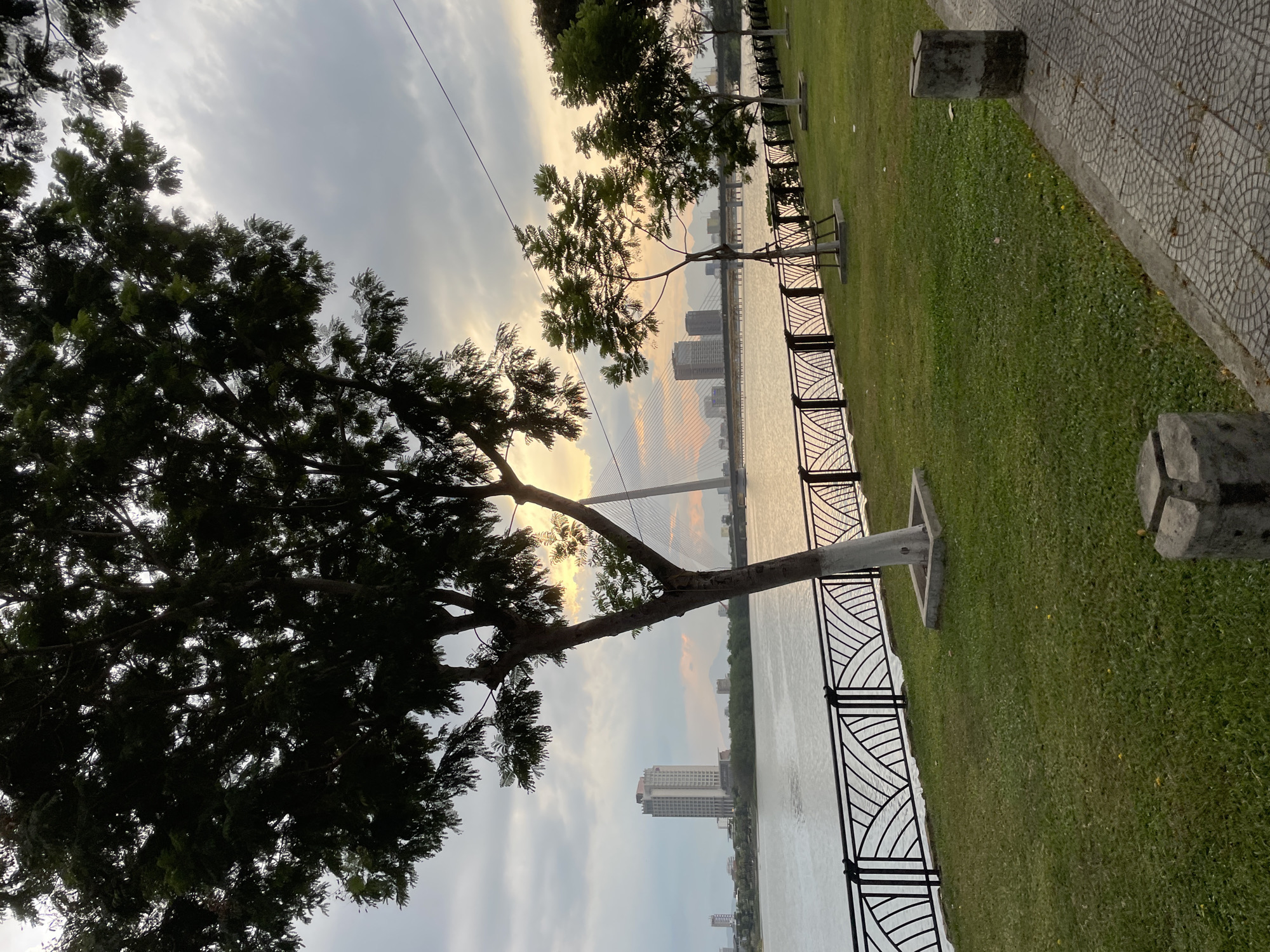 The image captures a scenic view along a riverfront in Da Nang, Vietnam. In the foreground, a grassy lawn is bordered by a decorative black metal fence with an abstract wave pattern. Several trees are scattered across the lawn, with one particularly large tree in the left foreground, its branches casting shadows. A paved walkway with a patterned surface runs along the right edge of the frame, with concrete structures at intervals.
Beyond the fence, the wide, calm river reflects the soft light of the sky. In the mid-ground, a modern suspension bridge spans the river, with its cables visible against the horizon. Across the river, a city skyline is visible, dominated by a tall, modern white skyscraper. Further in the distance, mountains form a hazy backdrop. The sky is overcast with clouds, but patches of warm light suggest either sunrise or sunset. The overall atmosphere is tranquil and urban. There are no people visible in the image.