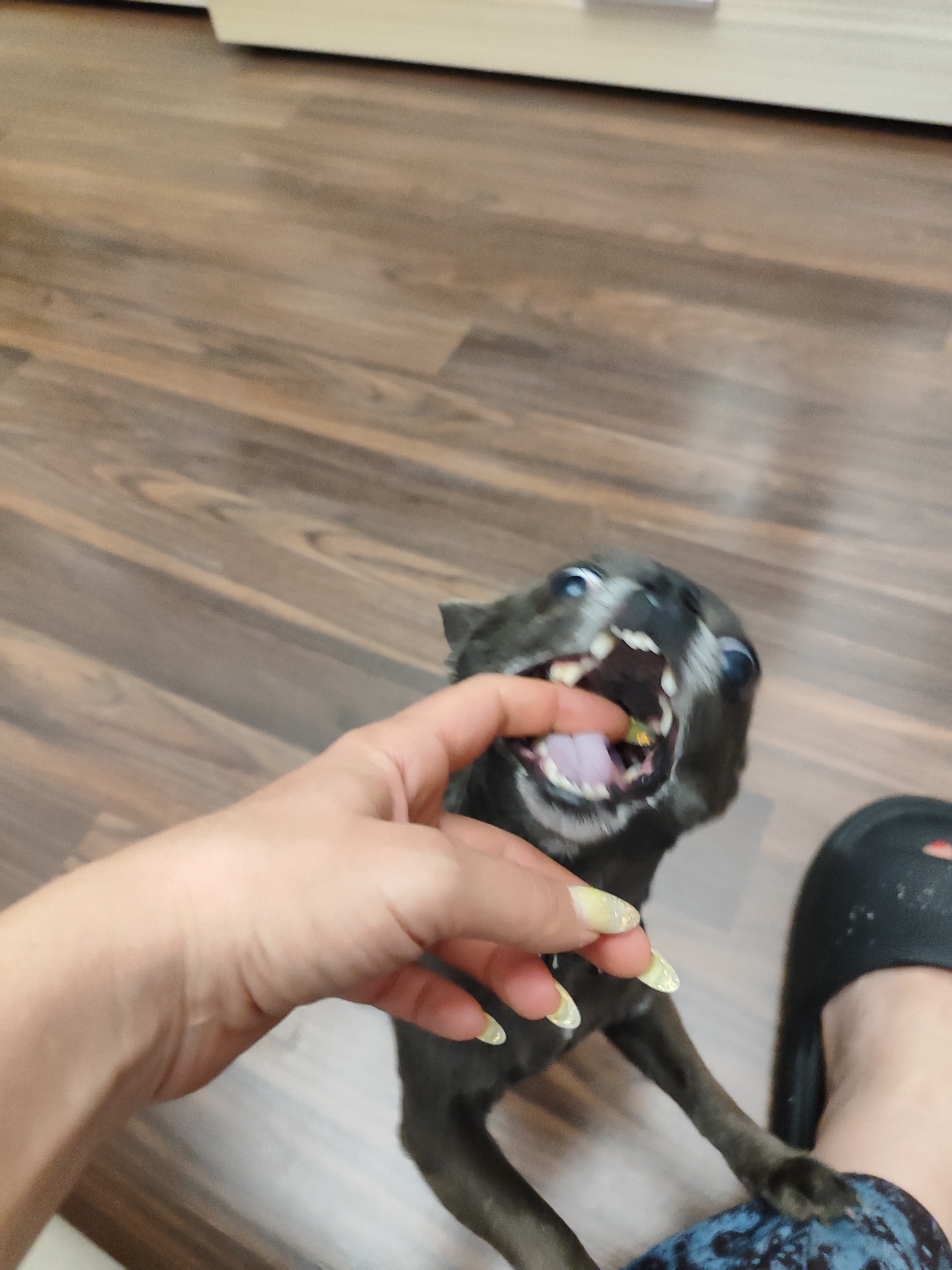 A dark-colored dog, possibly a chihuahua mix, with its mouth open and teeth bared, is biting down on a person's finger. The dog's eyes are wide and appear to be looking upwards. The person's hand, adorned with light yellow, glitter-flecked nail polish, is partially visible in the frame, with their index finger in the dog's mouth. The dog is dark gray or black. The background consists of a wooden floor with a wood grain pattern. A black slipper is visible on the lower right side of the image, next to a person's leg, which is clad in dark blue patterned pants. The scene takes place indoors on a wooden floor, consistent with an apartment in Almaty, Kazakhstan.