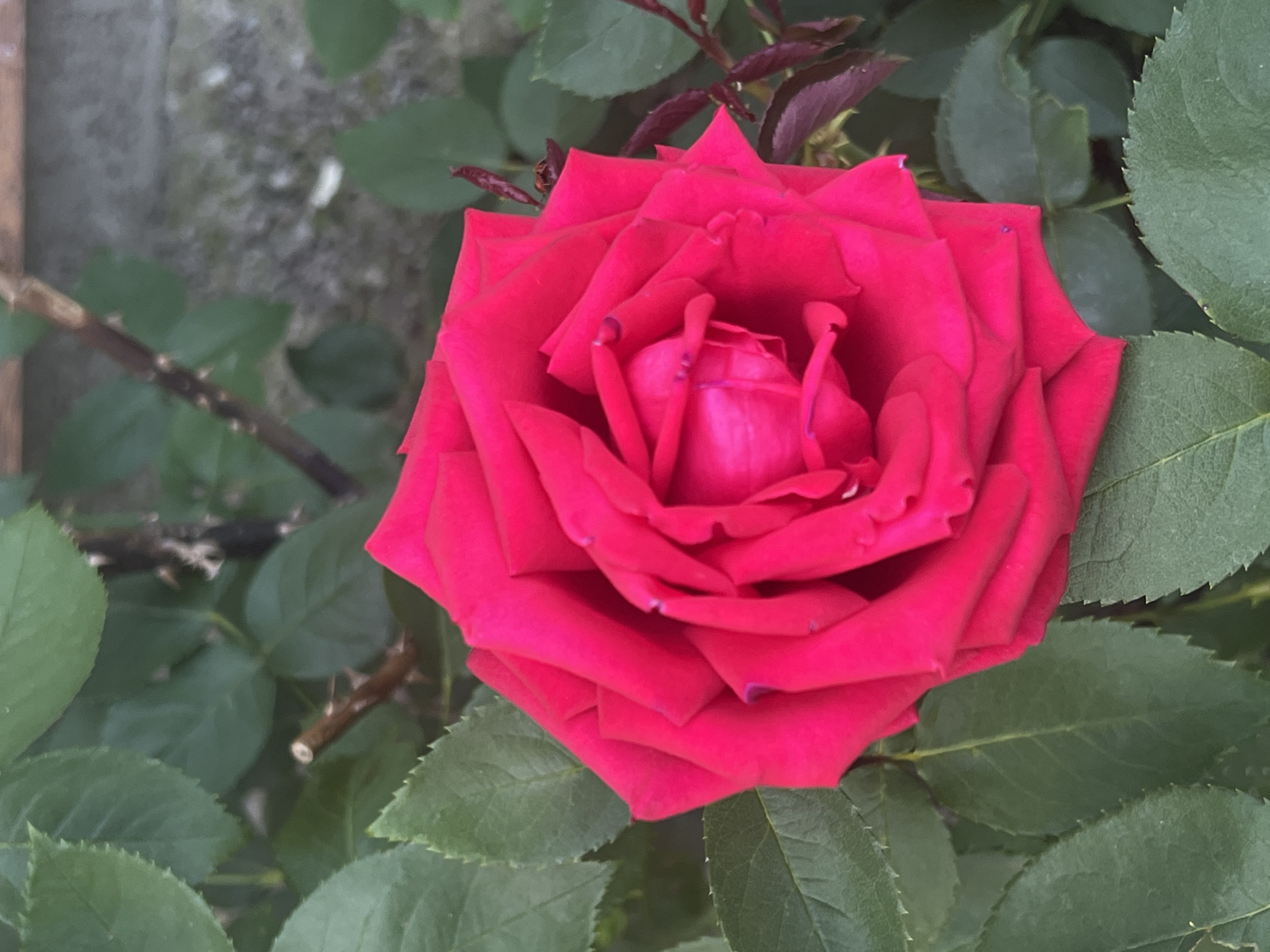 This is a close-up, eye-level, vertical shot of a vibrant red rose in full bloom, surrounded by lush green leaves and thorny stems. The rose is the central subject, its petals unfurling in a spiral pattern, revealing a deeper crimson hue at its core. The texture of the petals appears soft and velvety, with slight creases and variations in color suggesting natural imperfections. A few tiny water droplets are visible on some of the outer petals, hinting at recent rain or dew.
The background is a blur of foliage and a rough, gray surface, possibly a wall or pavement, which provides a muted contrast to the vividness of the rose. The lighting suggests it is daytime, with diffused light illuminating the flower, creating soft shadows and highlighting its form. The overall mood is one of natural beauty and tranquility, with the rose exuding a sense of delicate elegance. No people, text, or specific events are depicted. The scene is set in an outdoor garden or natural environment.