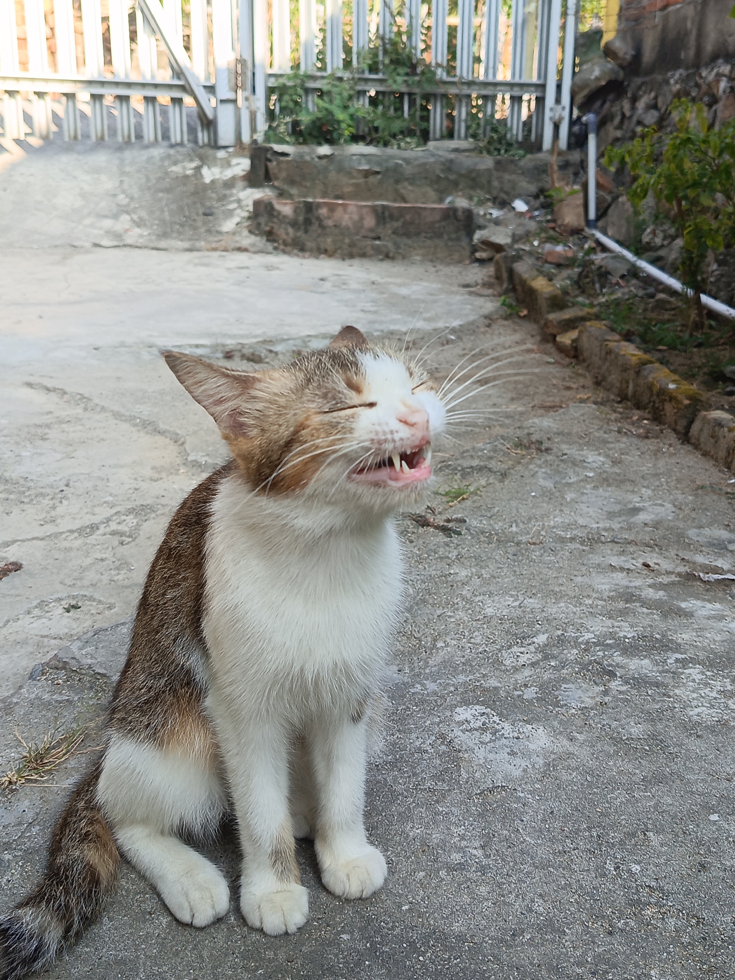 A brown and white cat is sitting on a concrete surface. The cat is facing to the right of the frame and appears to be yawning or meowing with its mouth open, revealing its teeth. Its eyes are closed. The background consists of a metal gate, some stairs, and a stone wall. This scene is located in Arateng, Indonesia.