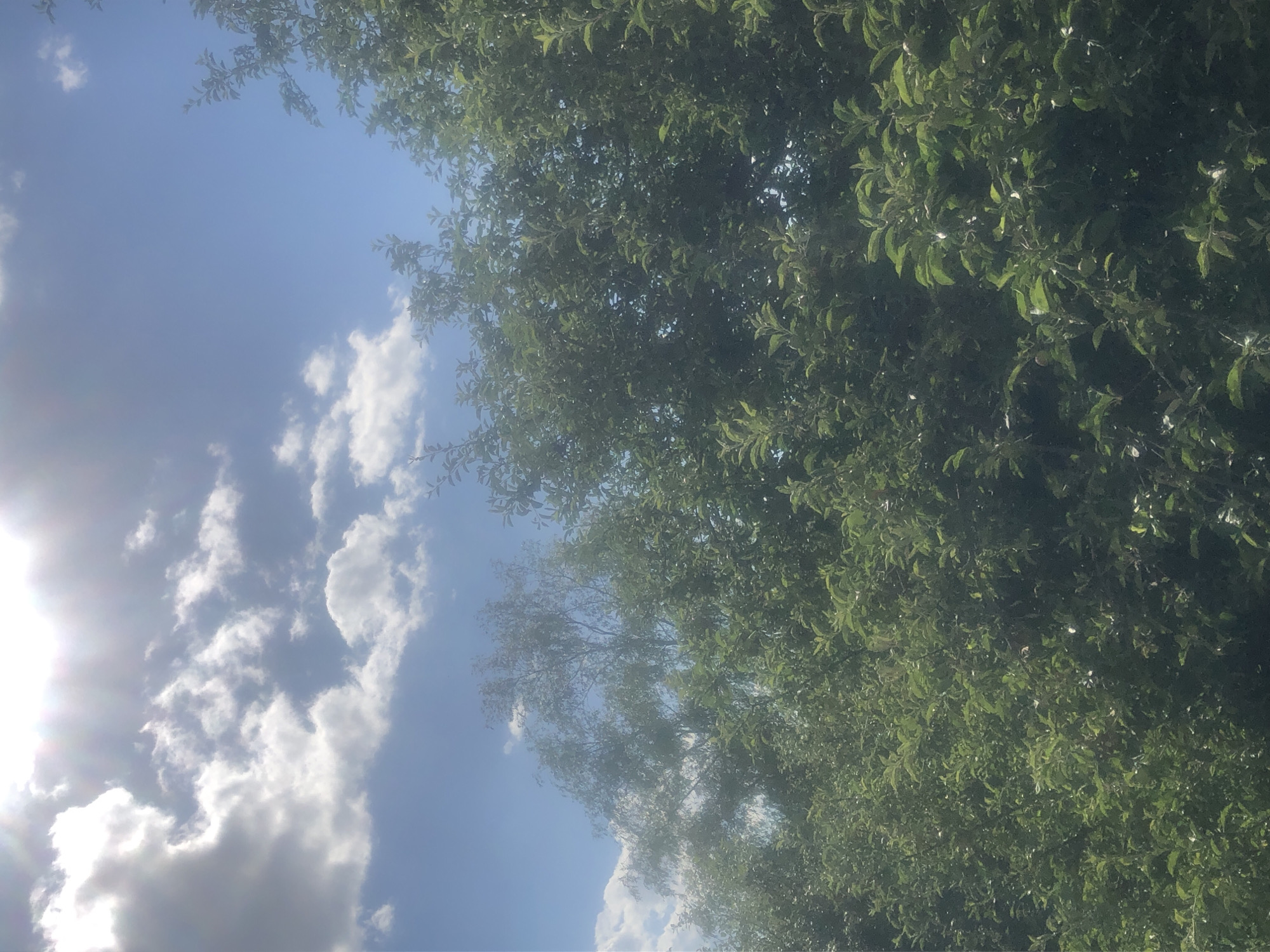 This image depicts a sunlit sky with scattered white clouds, partially obscured by the dense green foliage of trees. The bright sunlight creates a lens flare effect in the upper left quadrant of the image. The trees, which fill the lower portion of the frame, appear to be a mix of deciduous varieties. The scene is characteristic of an outdoor environment, possibly a park or garden within the city of Khmilnytsia, Ukraine, on a clear day. No people or specific urban structures are visible.