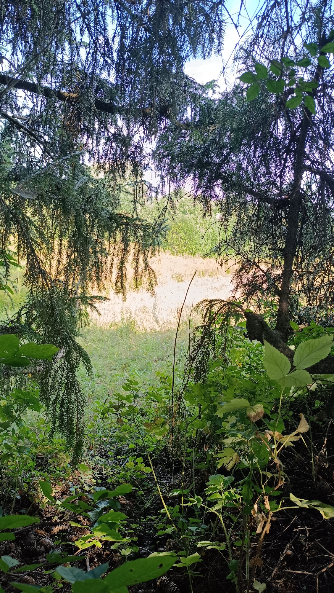 The image depicts a view through the branches of evergreen trees, looking out onto a sunlit field. The foreground is dominated by the dark green needles and branches of the evergreen trees, with some lighter green leaves and brown pinecones visible on the forest floor. In the middle ground, a patch of dry, light-colored grass or vegetation is illuminated by sunlight, contrasting with the surrounding green foliage. The background shows more of the field and a hint of a distant treeline under a bright sky. The scene appears to be a natural outdoor environment, likely a forest edge or a clearing within a wooded area. There are no people or animals visible in the image, and no specific landmarks to pinpoint a location within Karsha, Russia.