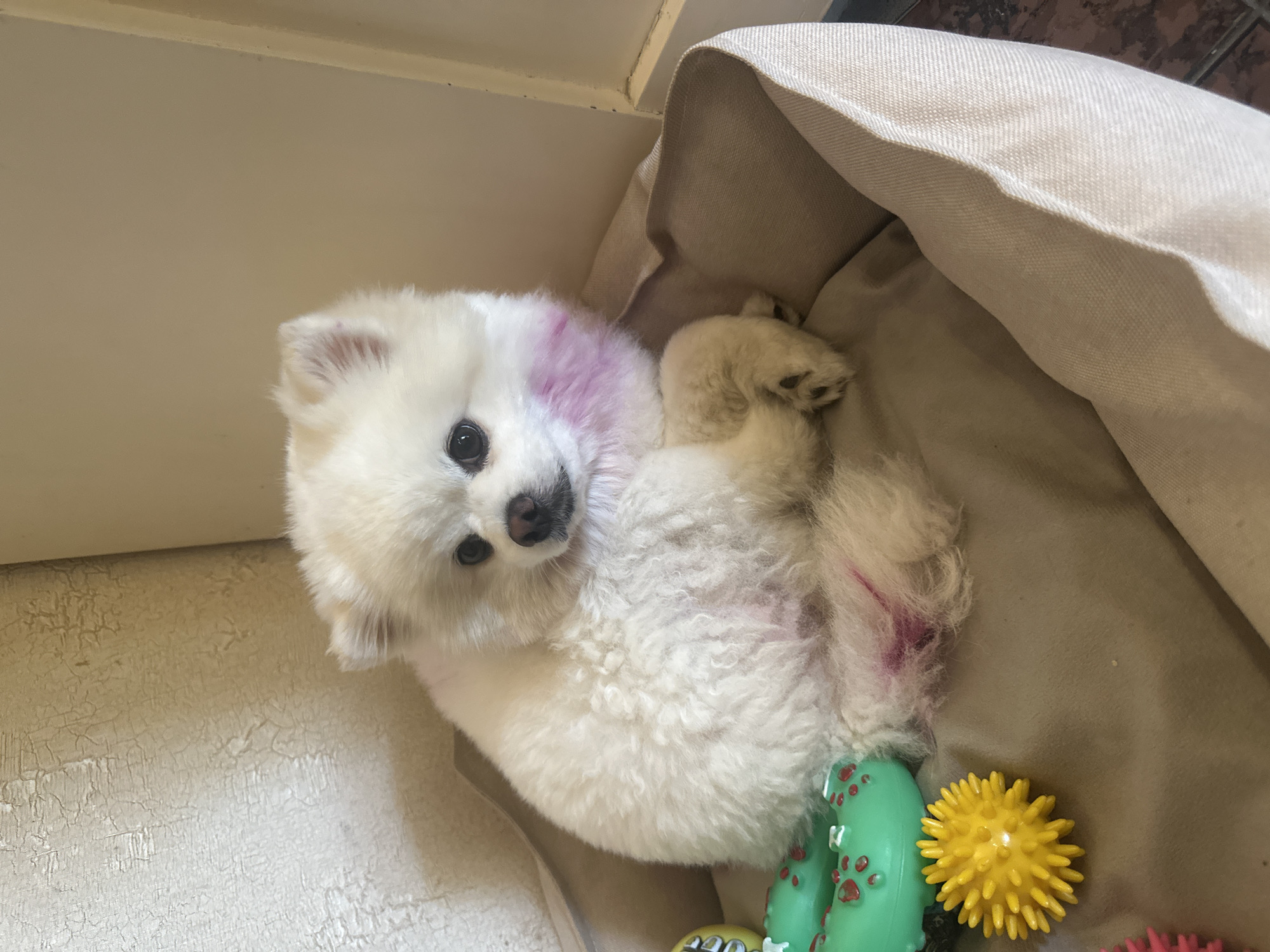 A white Pomeranian dog is lying in a tan dog bed. The dog has pinkish-purple coloring on its cheek and a patch of similar coloring on its hindquarters. Several dog toys are visible in the bed, including a green toy with red circles, a yellow spiky ball, and a pink spiky ball. The background consists of a textured, light-colored wall and a light brown surface that appears to be a wall or door frame. The image appears to be taken indoors.
