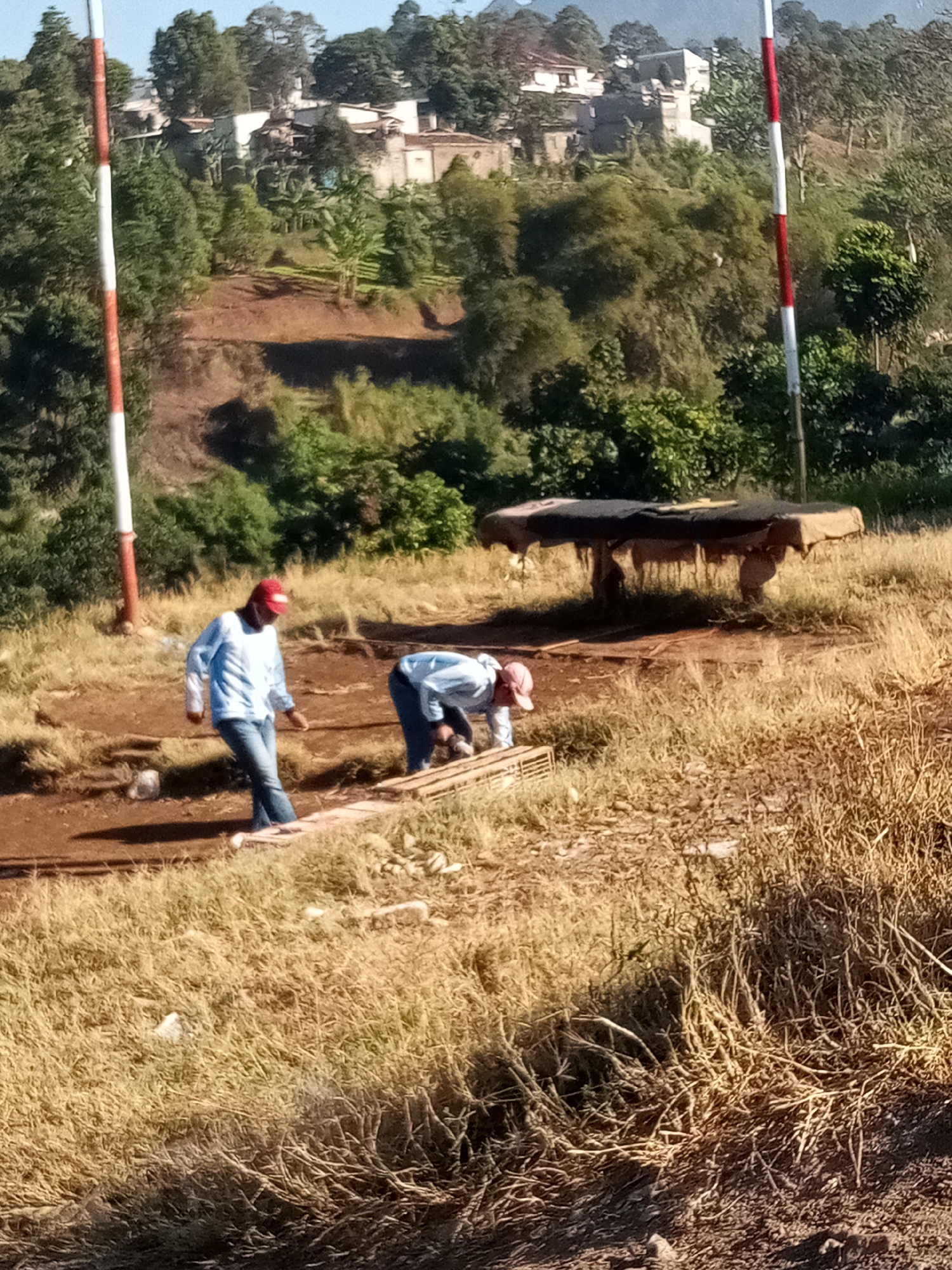 This is a photograph taken in the city of Cigugur Girang, Indonesia. The image shows a rural or semi-rural outdoor scene with two individuals working on the ground. The environment is characterized by dry, tall grass and dirt paths. In the background, there are trees and some buildings on a hillside.
One person, wearing a light blue long-sleeved shirt and jeans, and a red cap, is standing and looking down at something on the ground. This individual appears to be walking. The second person, also wearing a light blue shirt and a red cap, is bent over and appears to be engaged in some activity on the ground, possibly working with materials or objects.
In the middle ground, there is a structure that resembles a table covered with a dark tarp supported by wooden legs. It is unclear what this structure is used for. There are also what appear to be wooden planks or a pallet on the ground near the second individual. Two striped poles, one red and white, are visible on the left and right sides of the image, suggesting this might be an open area with some markers. The overall lighting suggests it is daytime.