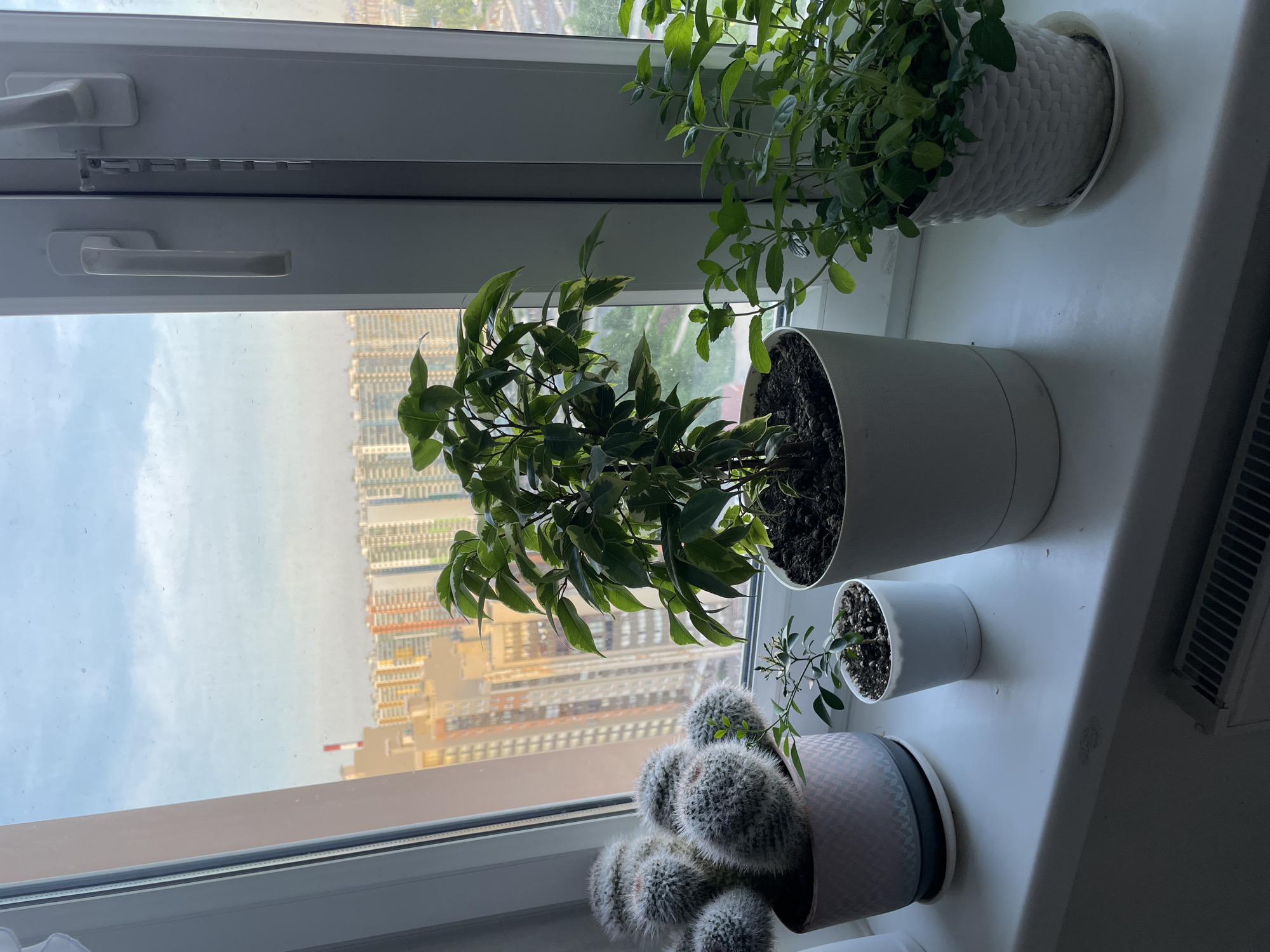 A close-up, indoor shot on a windowsill shows four potted plants against a backdrop of a city skyline. On the left, a potted cactus with dense white spines sits in a decorative pink pot. To its right, a small green sapling is planted in a white pot. In the center, a ficus with variegated green and white leaves is in a large white pot. To the right, a bushy green plant, likely mint, is in a white woven pot with a saucer. The windowsill is white, and a radiator is visible below. The background reveals a hazy city view with numerous apartment buildings under a pale blue sky. The window has white frames and handles.