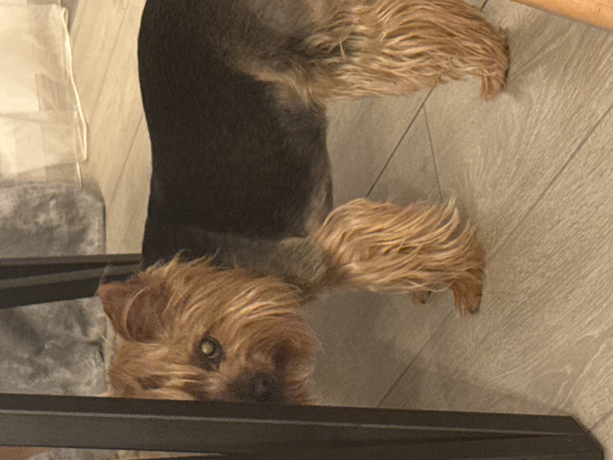 A Yorkshire Terrier dog stands on a light-colored wooden floor. The dog is partially obscured by the dark leg of a piece of furniture. The dog has tan fur on its head and legs, with darker grey fur on its back. Its eyes are visible and appear to be green. In the background, a sheer white curtain hangs against a wall, and to the left, a textured grey fabric is visible, possibly a blanket or upholstery. The scene appears to be indoors, likely in a home in Sozopol, Bulgaria.