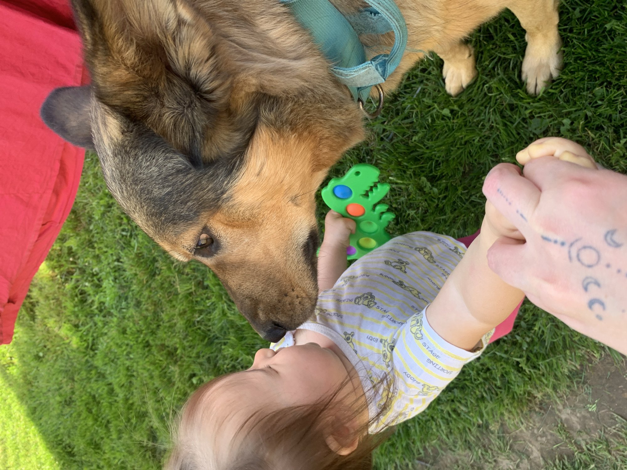 In Zasechnyi, Russia, a German Shepherd dog and a baby are face-to-face, sniffing each other gently. The baby, wearing a yellow and white striped shirt with images of teddy bears, holds a green dinosaur toy with colorful buttons. The dog wears a light blue collar. They are on a patch of green grass, with a red cloth in the background. An adult's hand, with a tattoo of celestial symbols, is visible in the foreground.