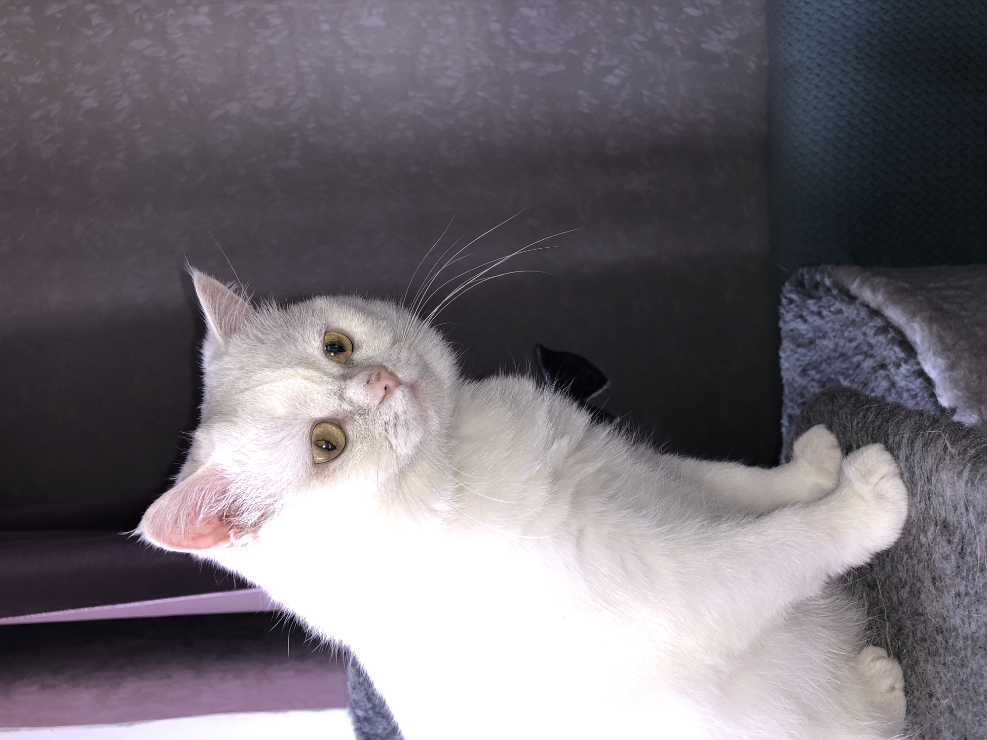 A white cat with yellow eyes sits on a gray scratching post. The cat is facing to the right and looking slightly down. The background is a blurred purple curtain and a dark gray wall.