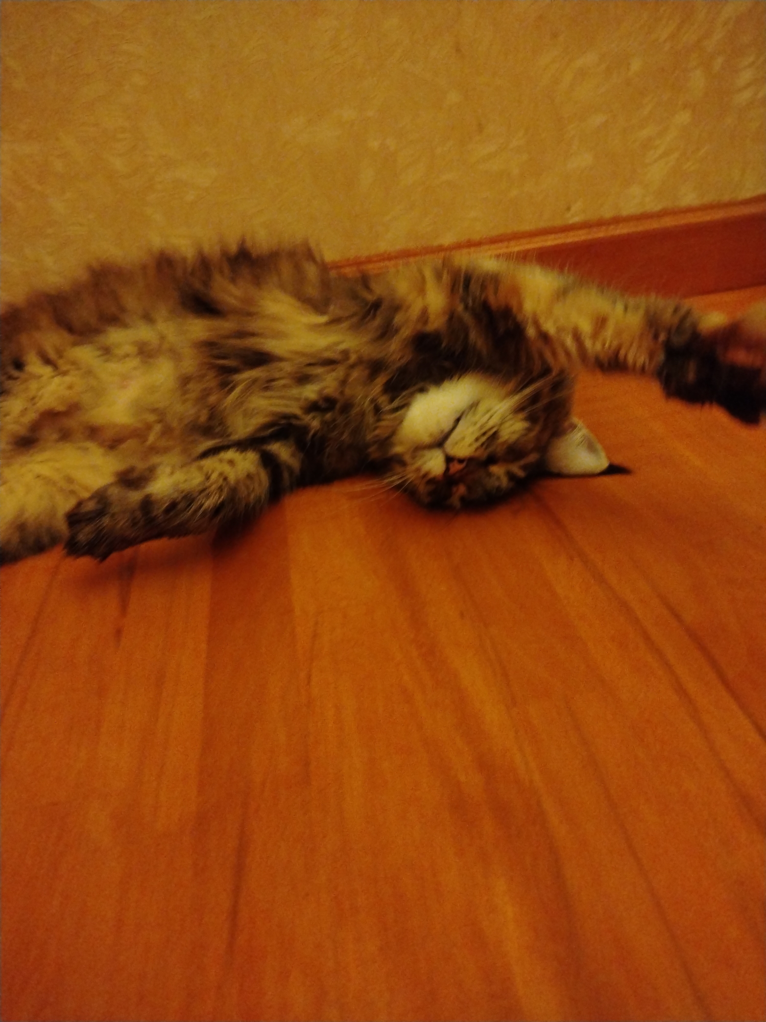 A fluffy, long-haired cat is sleeping on its back on a wooden floor. The cat has tabby markings in shades of brown, black, and tan. Its eyes are closed and its mouth is slightly open. One of its paws is extended in the air. The floorboards are a warm, orange-brown color and appear to be well-maintained. In the background, the wall is a textured, light brown color. The scene appears to be indoors, likely in a home in the city of Рахманово, Russia.