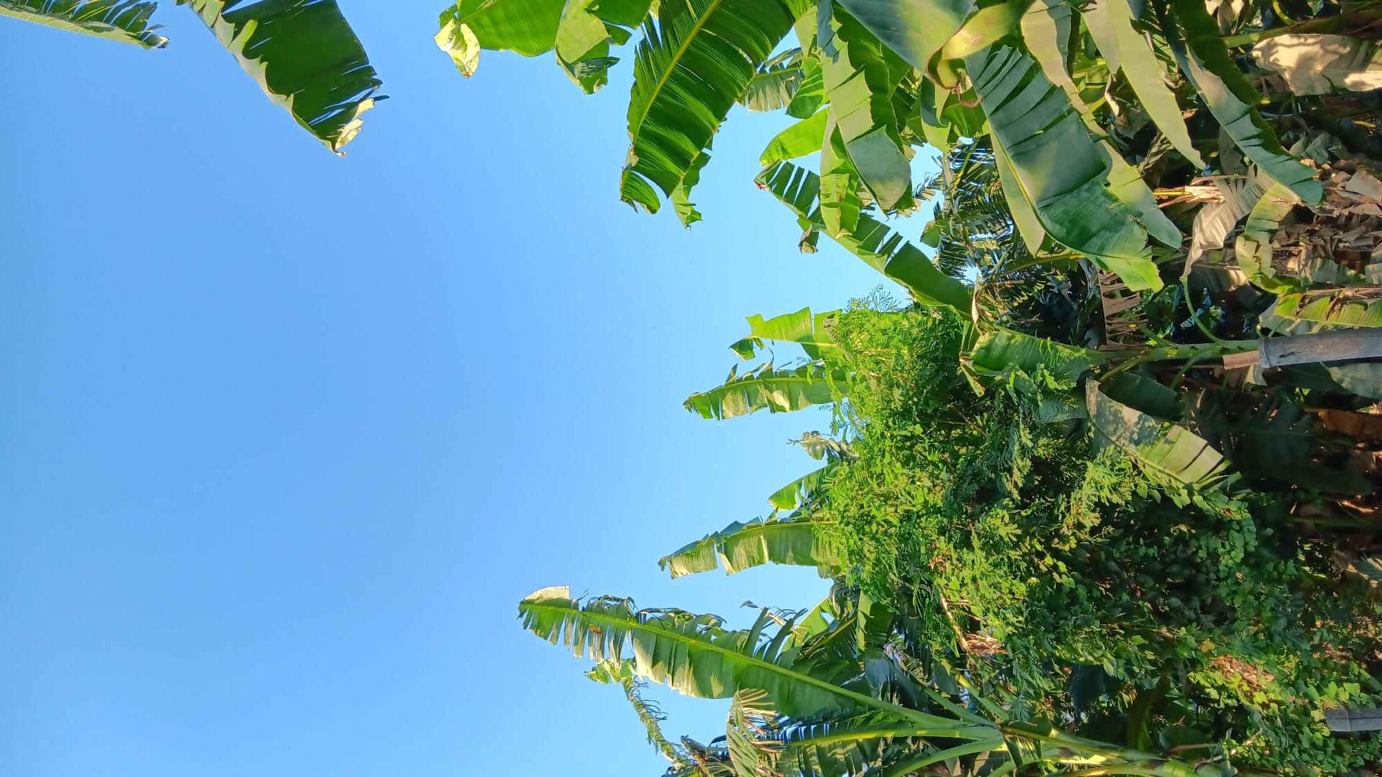 A low-angle shot captures a clear, bright blue sky above a dense arrangement of lush green banana leaves and foliage. The leaves, with their characteristic broad, elongated shapes and visible veins, are positioned in the foreground and mid-ground, creating a natural canopy. Some leaves are torn and frayed at the edges, suggesting exposure to wind or natural decay. A dense cluster of smaller green leaves, possibly from a different plant, is visible in the mid-ground, nestled amongst the banana plants. The lighting suggests it is either morning or late afternoon, casting soft shadows and highlighting the vibrant green of the vegetation. The scene appears to be outdoors, likely in a tropical or subtropical environment, such as in the city of Sonobekel, Indonesia, where such vegetation is common. There are no people or animals visible in the frame.