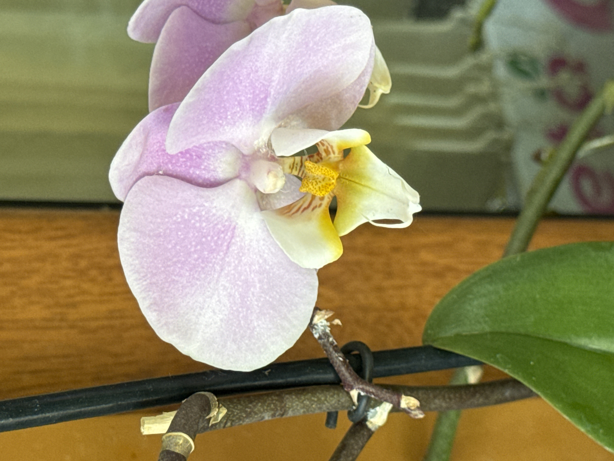 A close-up shot focuses on a light purple orchid blossom with yellow and white accents, set against a blurred background. The orchid's petals are delicate and have a speckled texture. The flower is supported by a dark stem that is partially visible, along with a green leaf in the lower left corner. The background consists of a warm-toned wooden surface on the left and a hazy, light-green area with vertical lines on the right. There is no discernible location in the city of Veselina, Bulgaria, or any indication of human activity.
